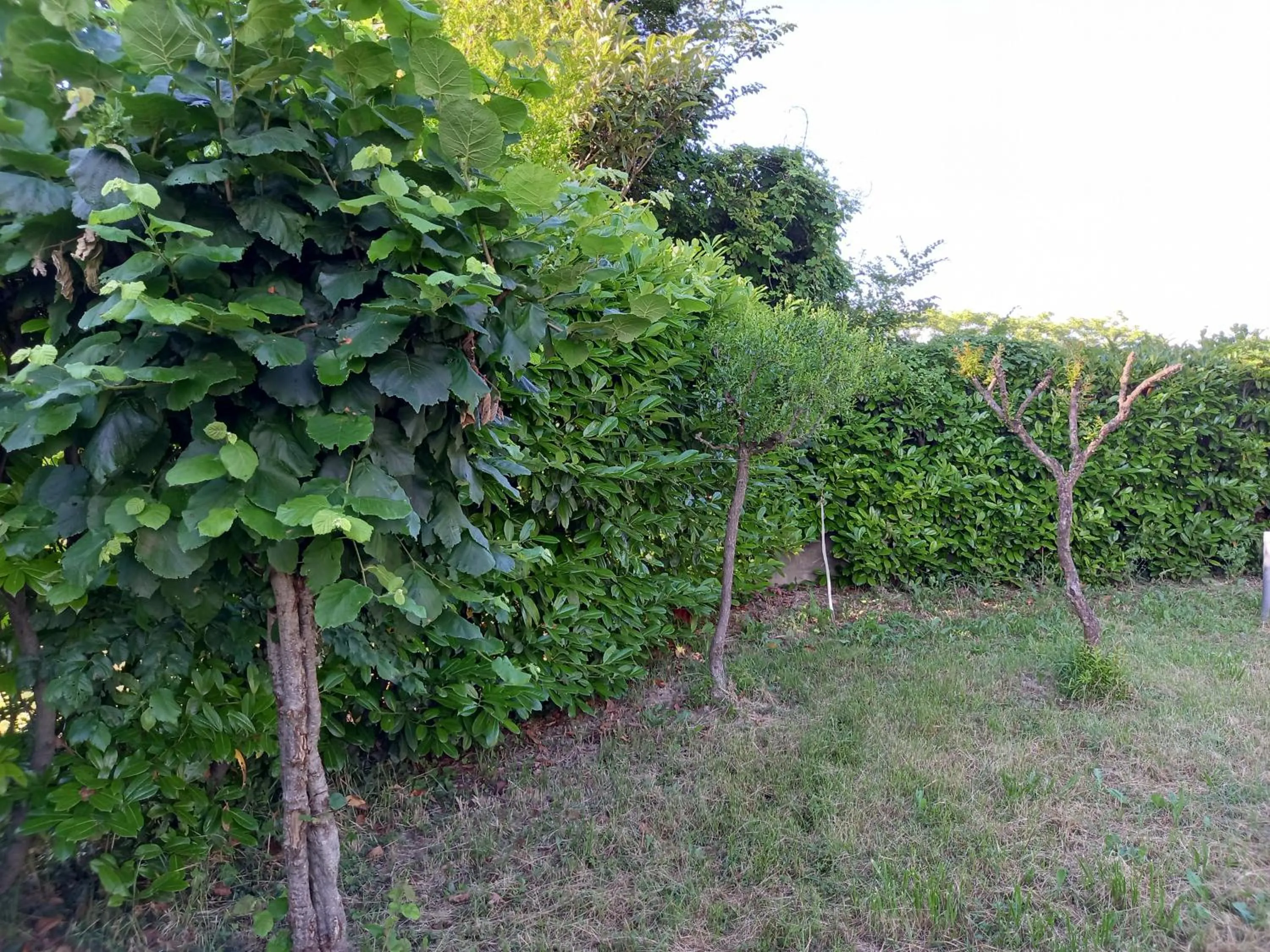 Garden in Alloggi Adamo Venice