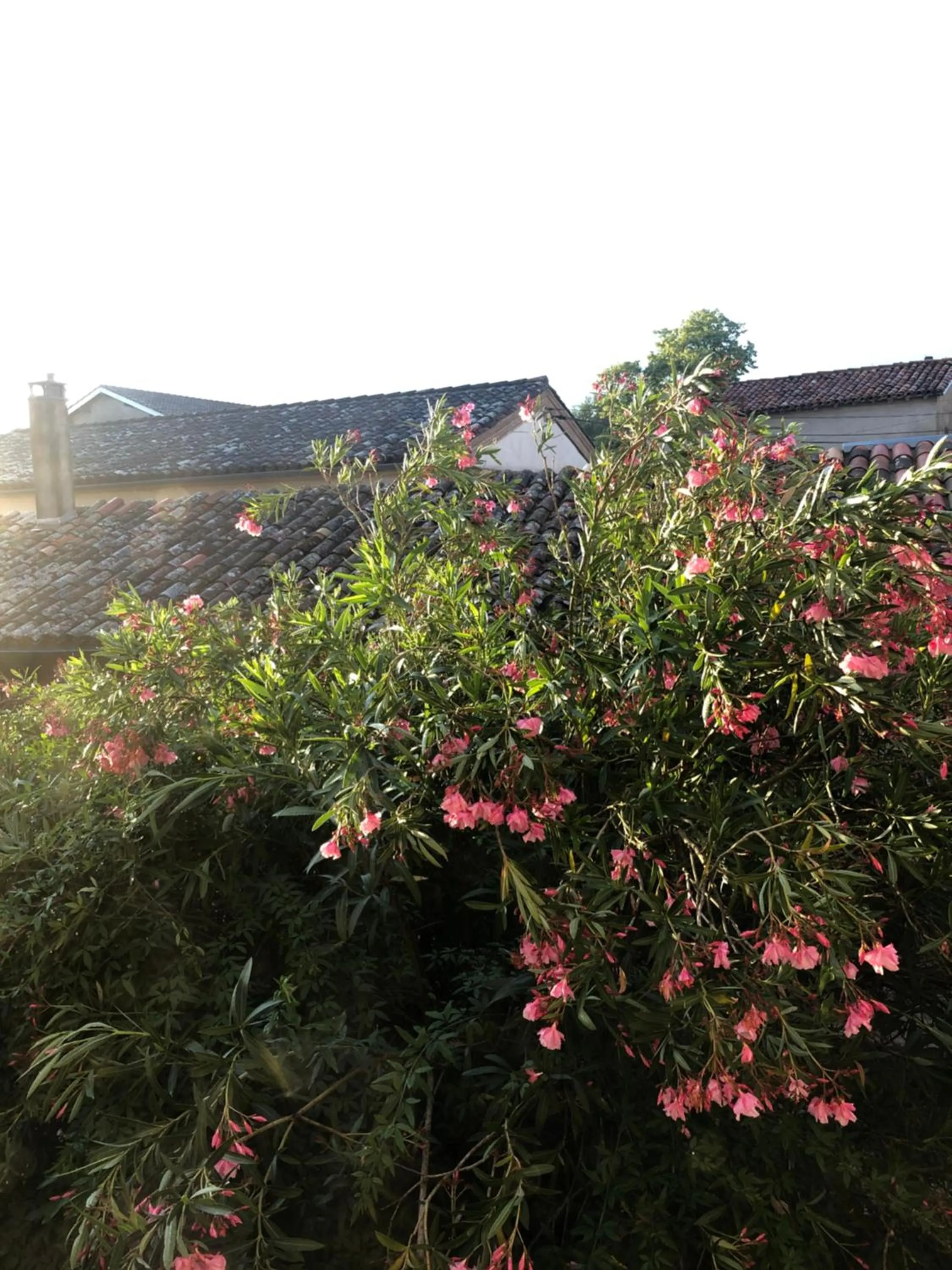 View (from property/room) in B&B du Couvent, vue château