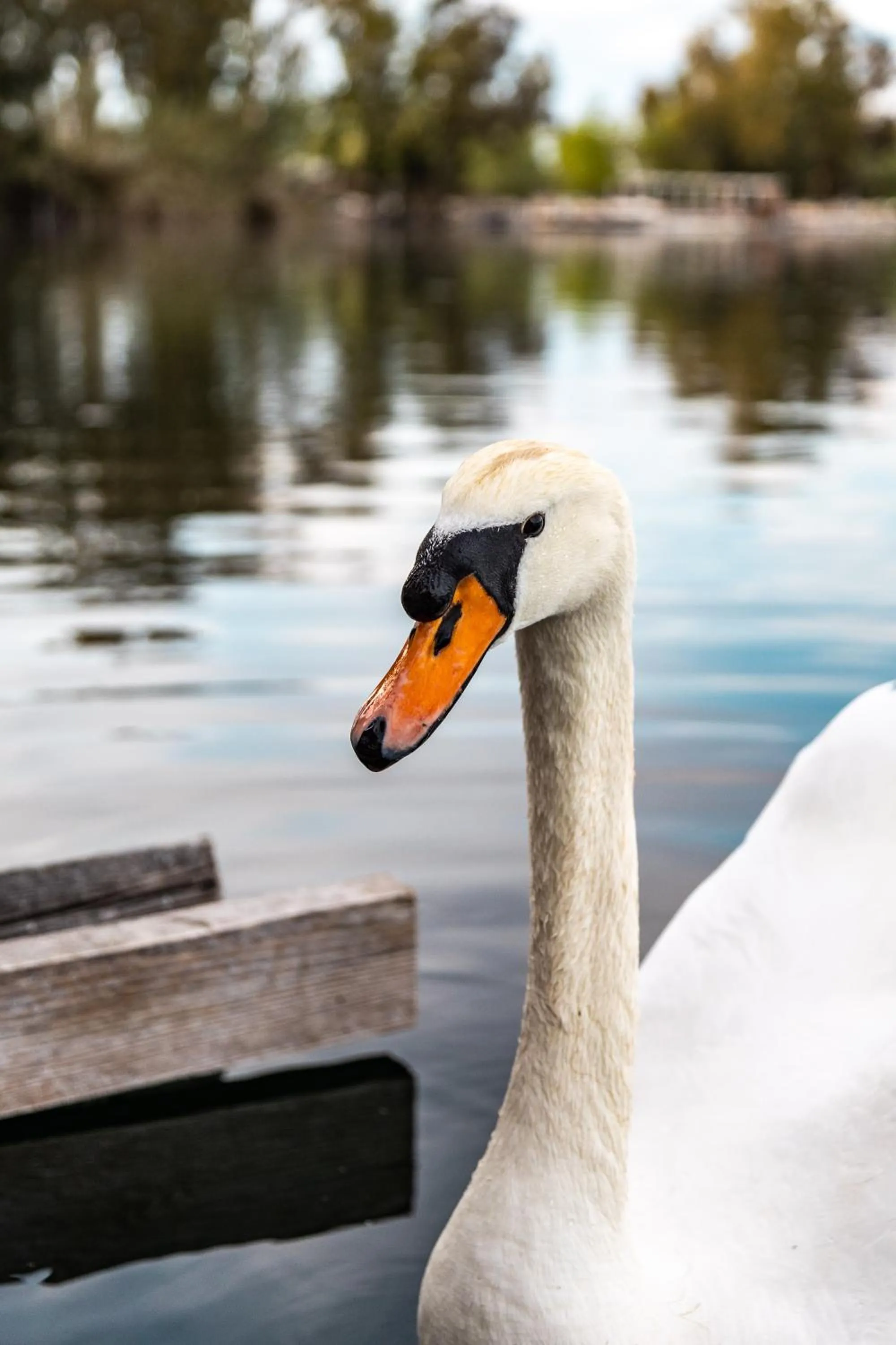 Animals in Nabi Resort Glamping & SPA