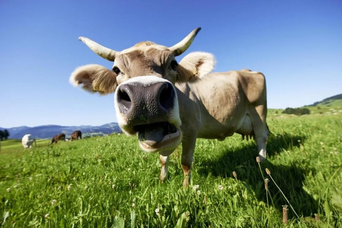 Area and facilities in Hotel Pfrontener Hof