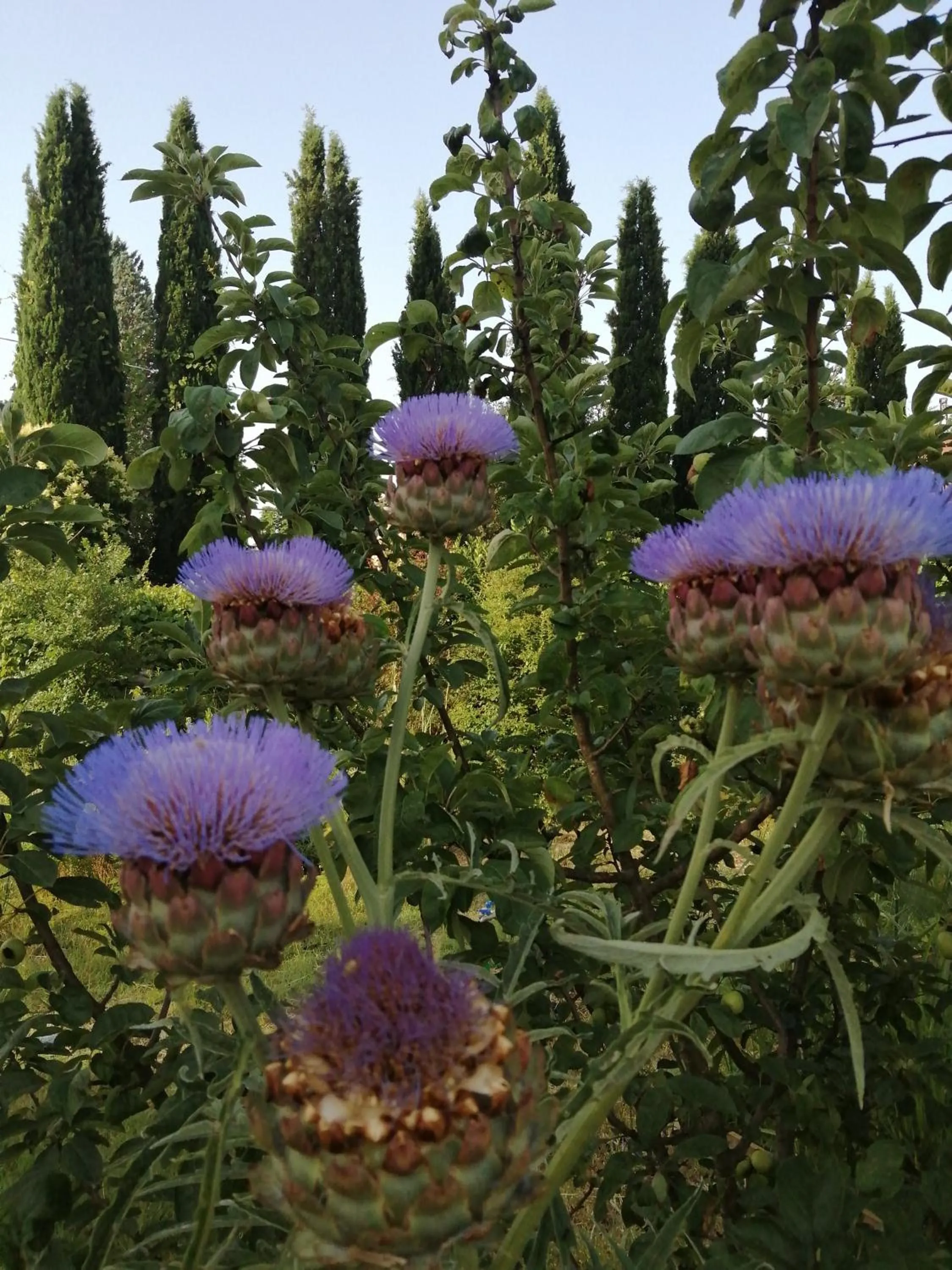 B&B La Giara di Assisi