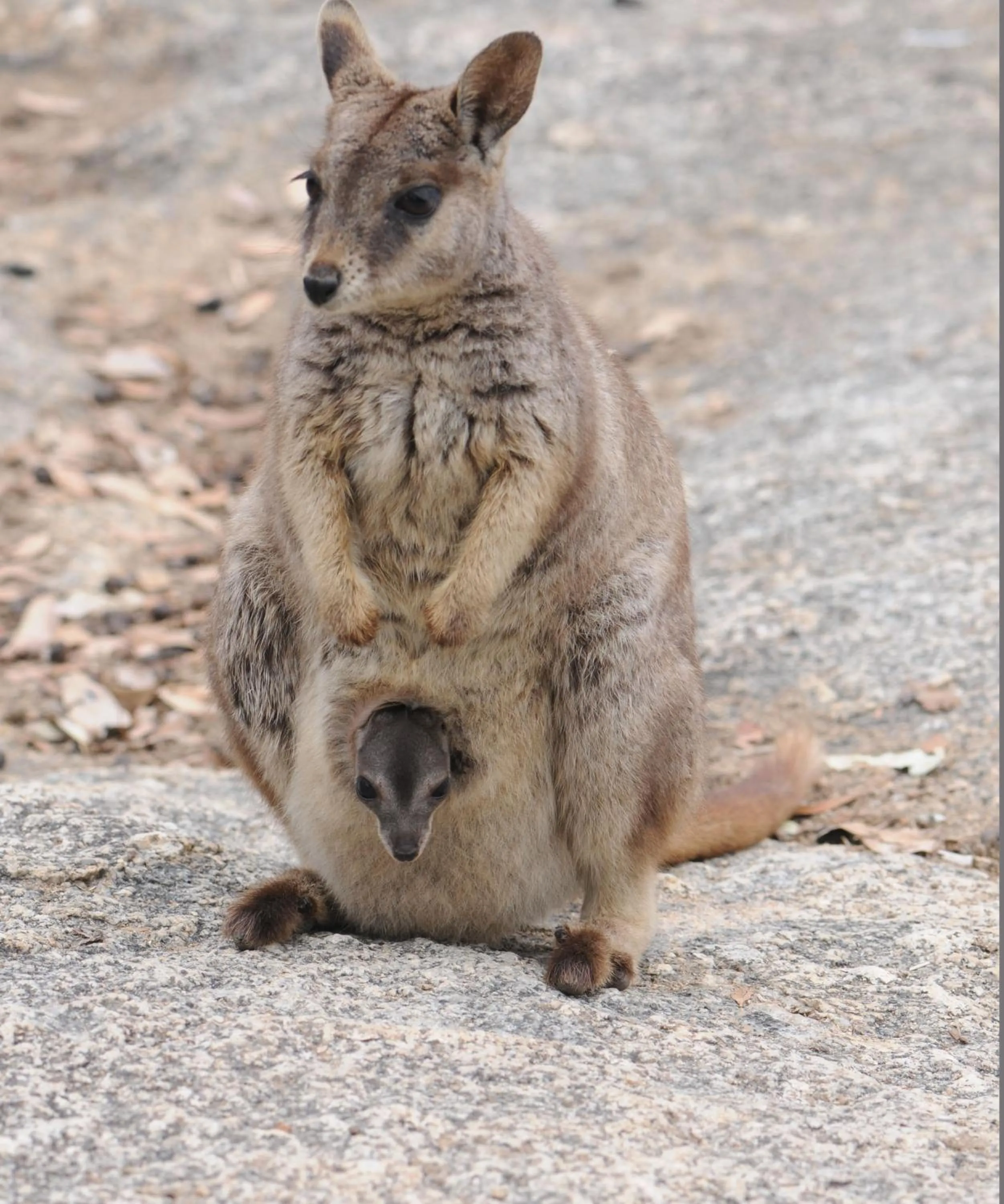 Animals in Sejala Beach Huts