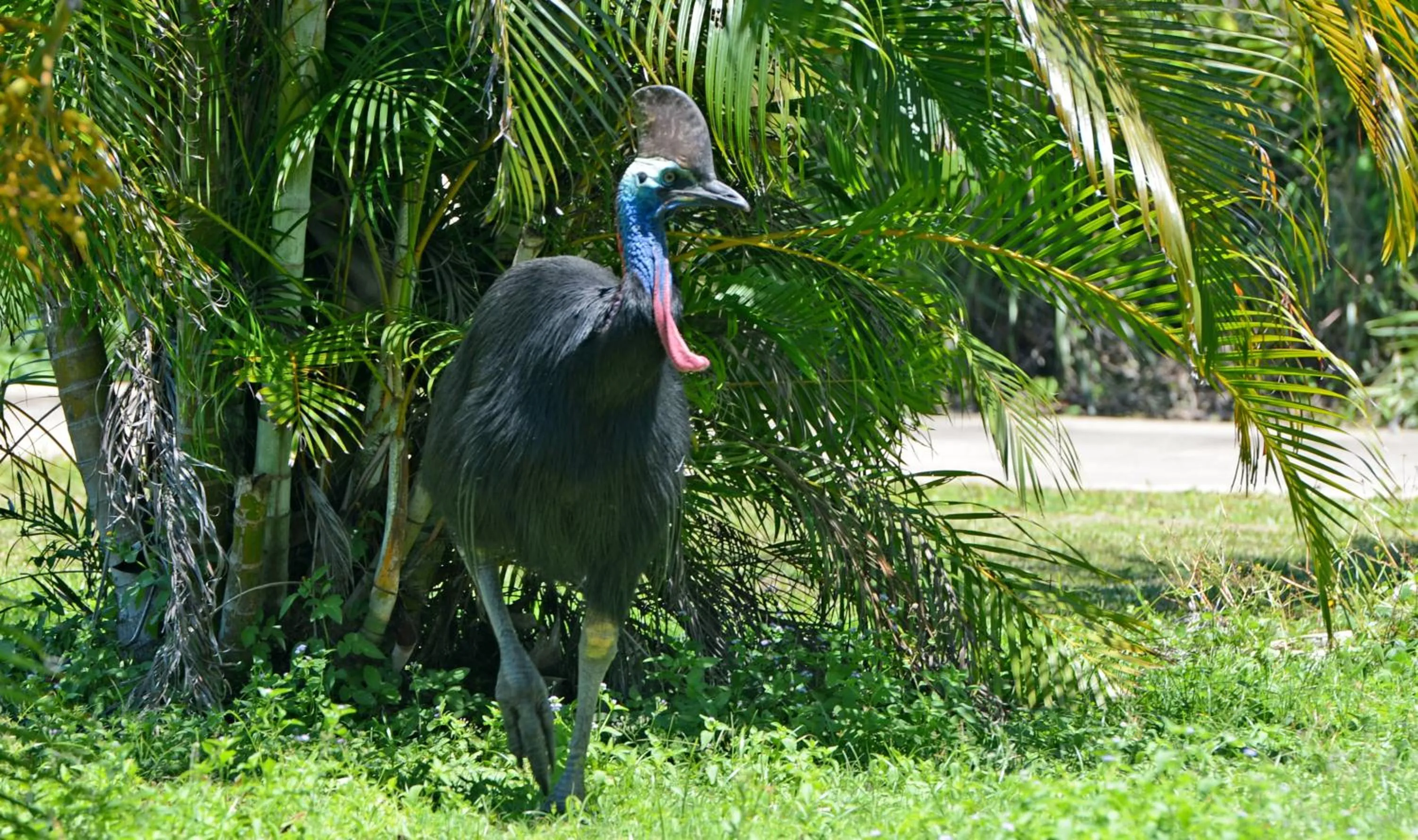Animals in Sejala Beach Huts