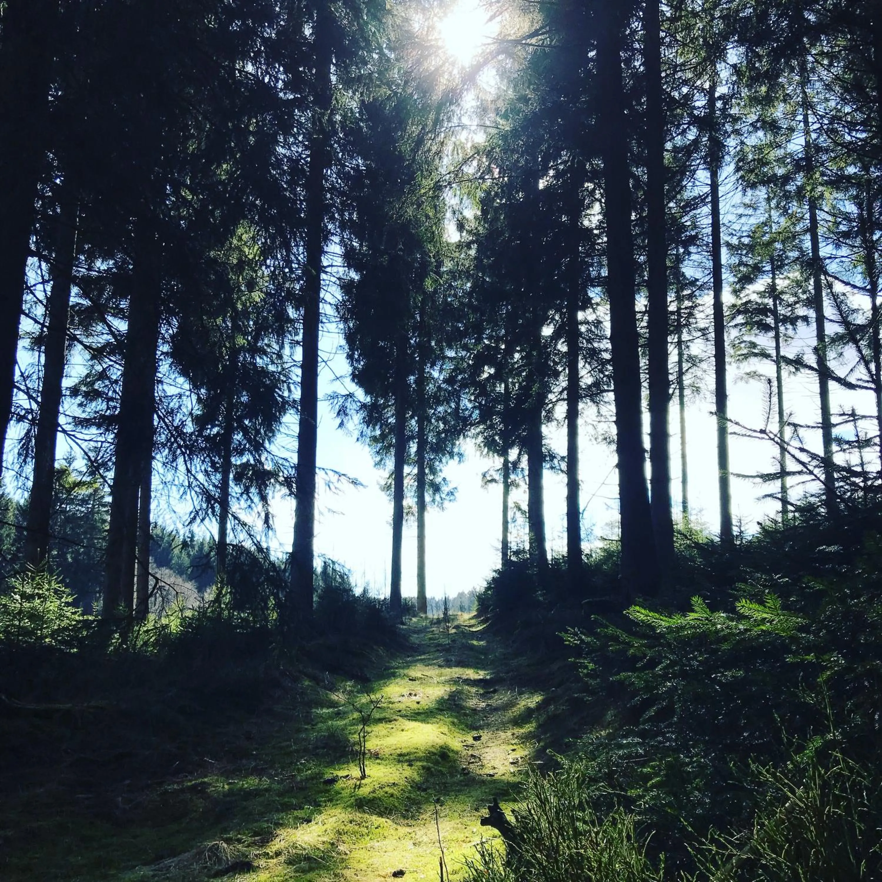Natural landscape in Hotel Alt Montjoie