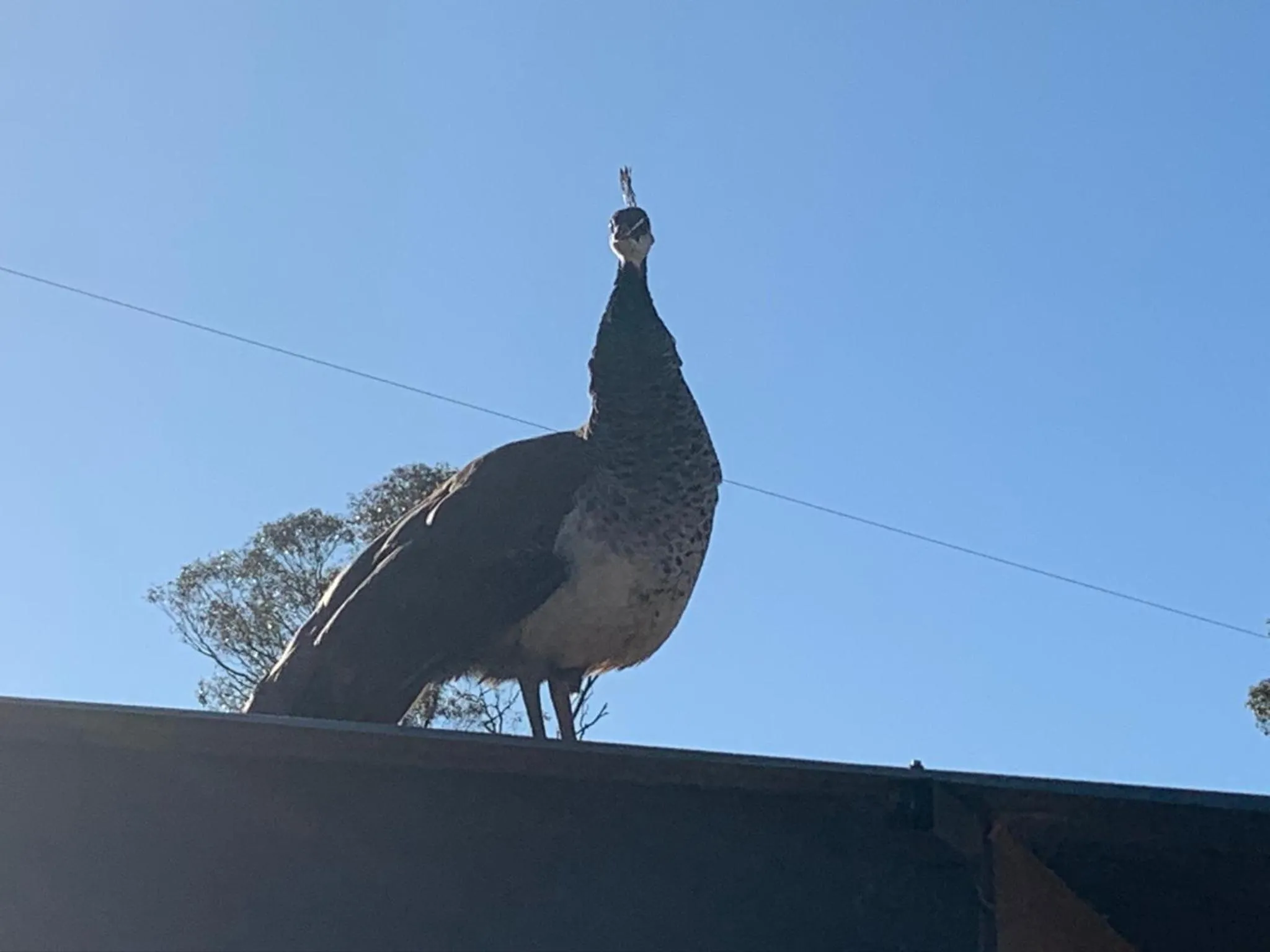 Animals in Mascot Cottage - Pet Friendly and Complimentary Breakfast Hamper