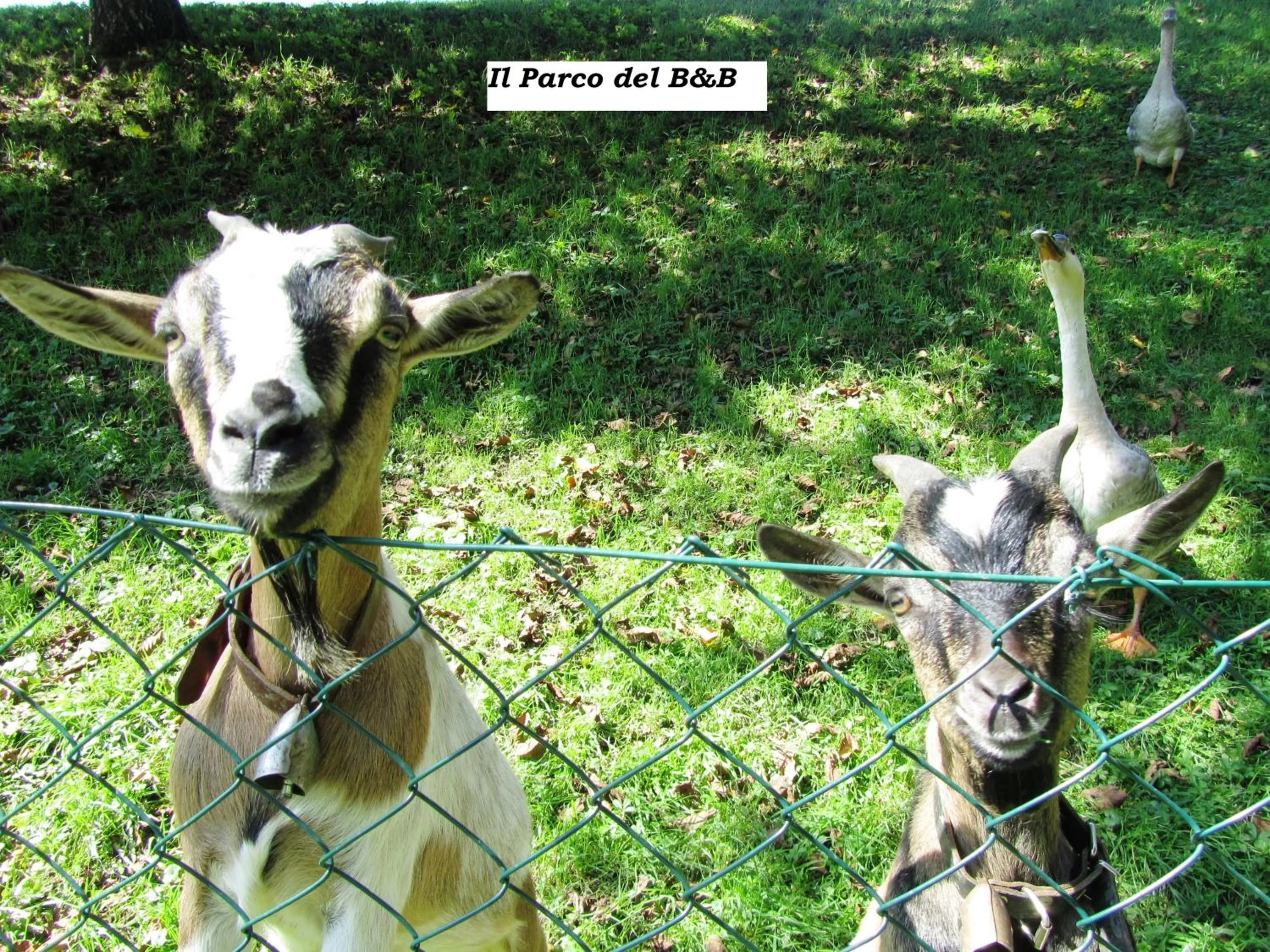 Garden in B&B Sopra il Portico