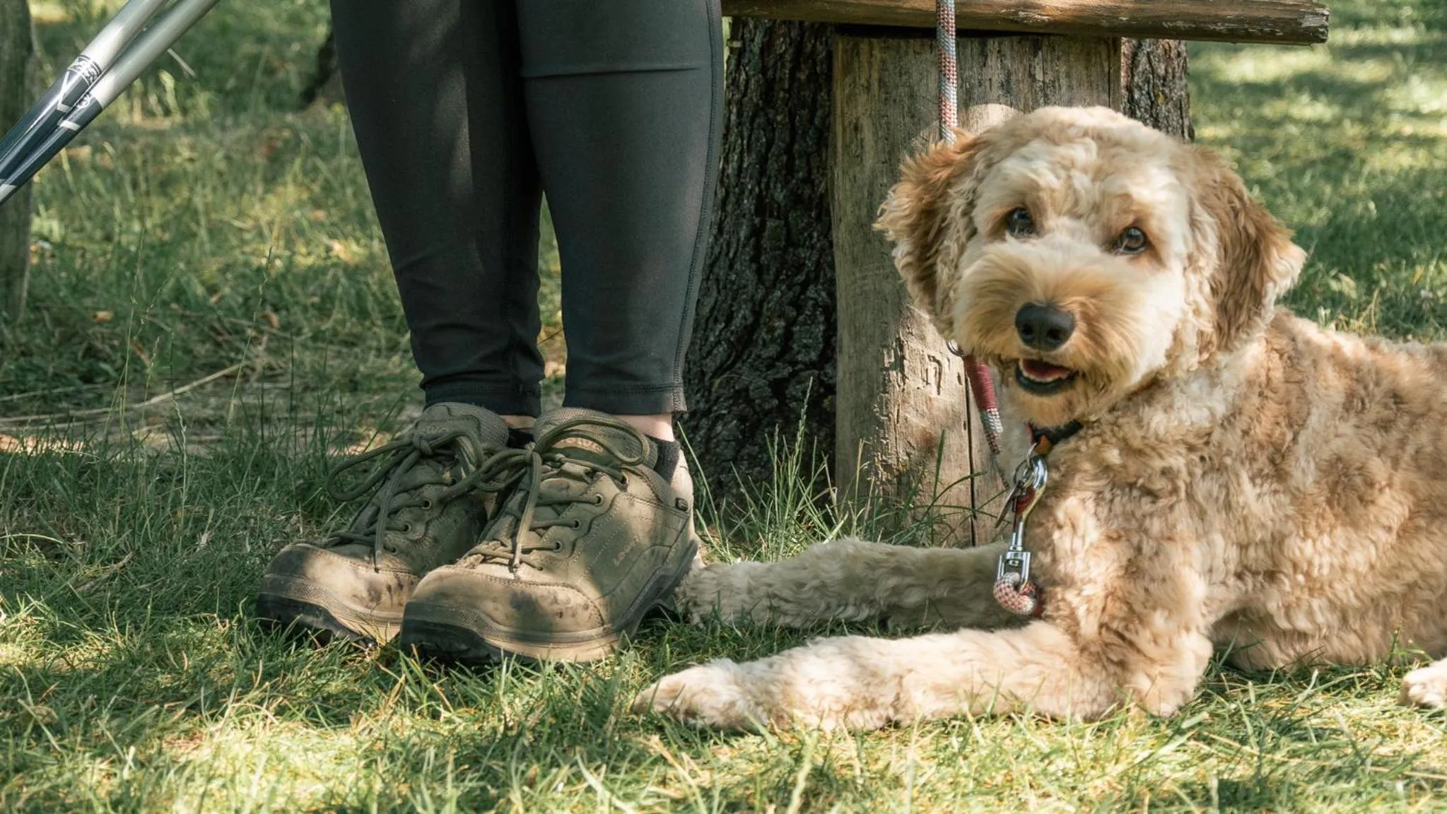 Pets in Landhaus Alte Schmiede