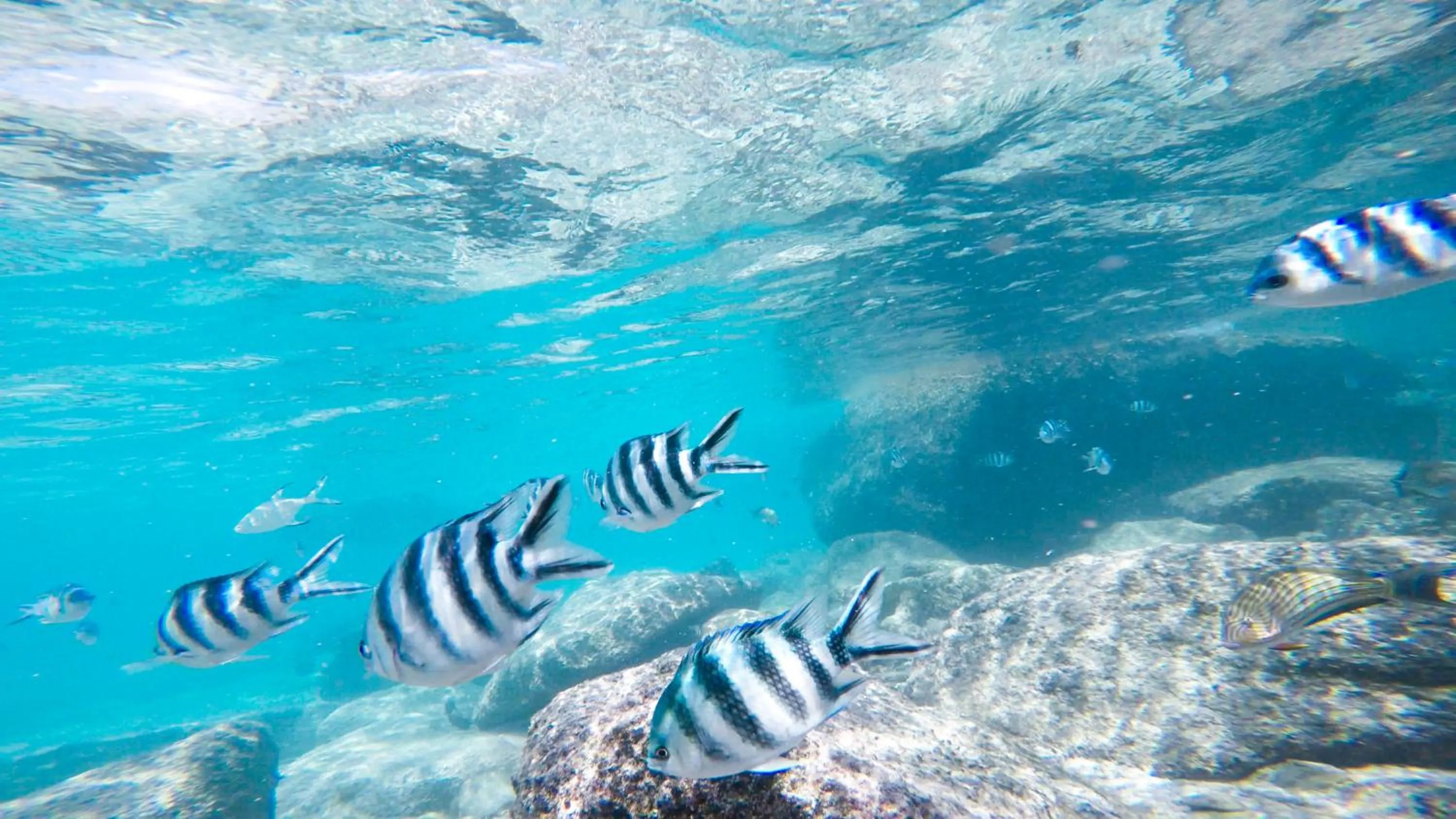 Snorkeling in Cerf Island Resort
