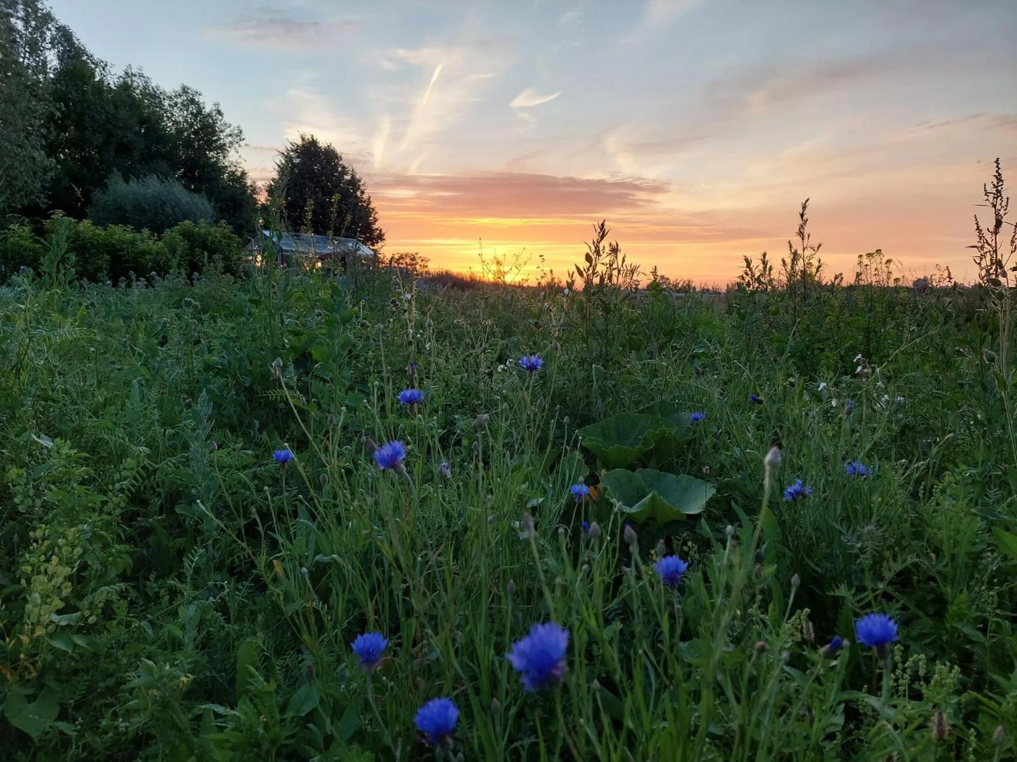 Garden in B&B Clogher Farm