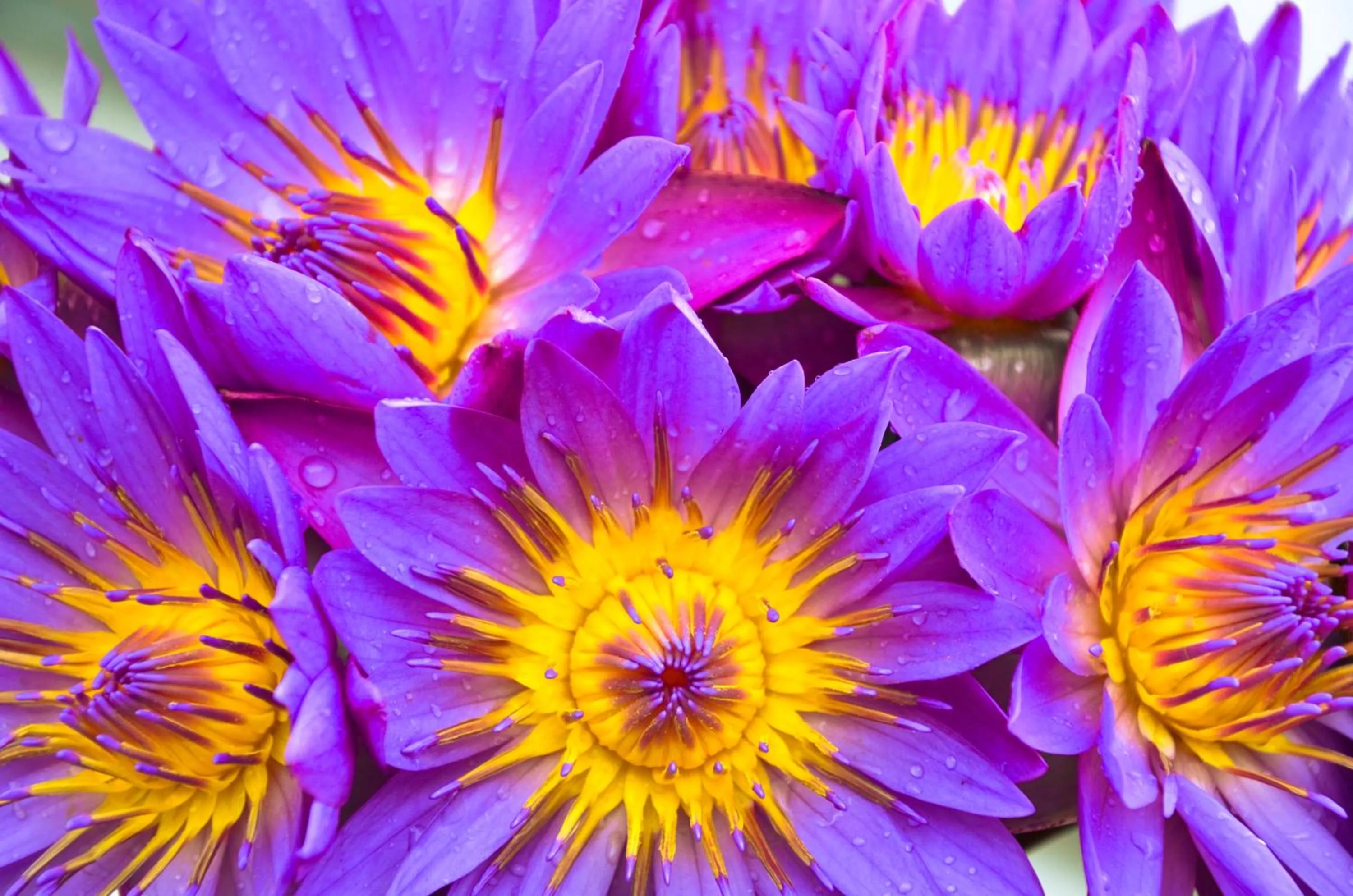 Area and facilities in UTMT - Underneath The Mango Tree Spa & Beach Resort