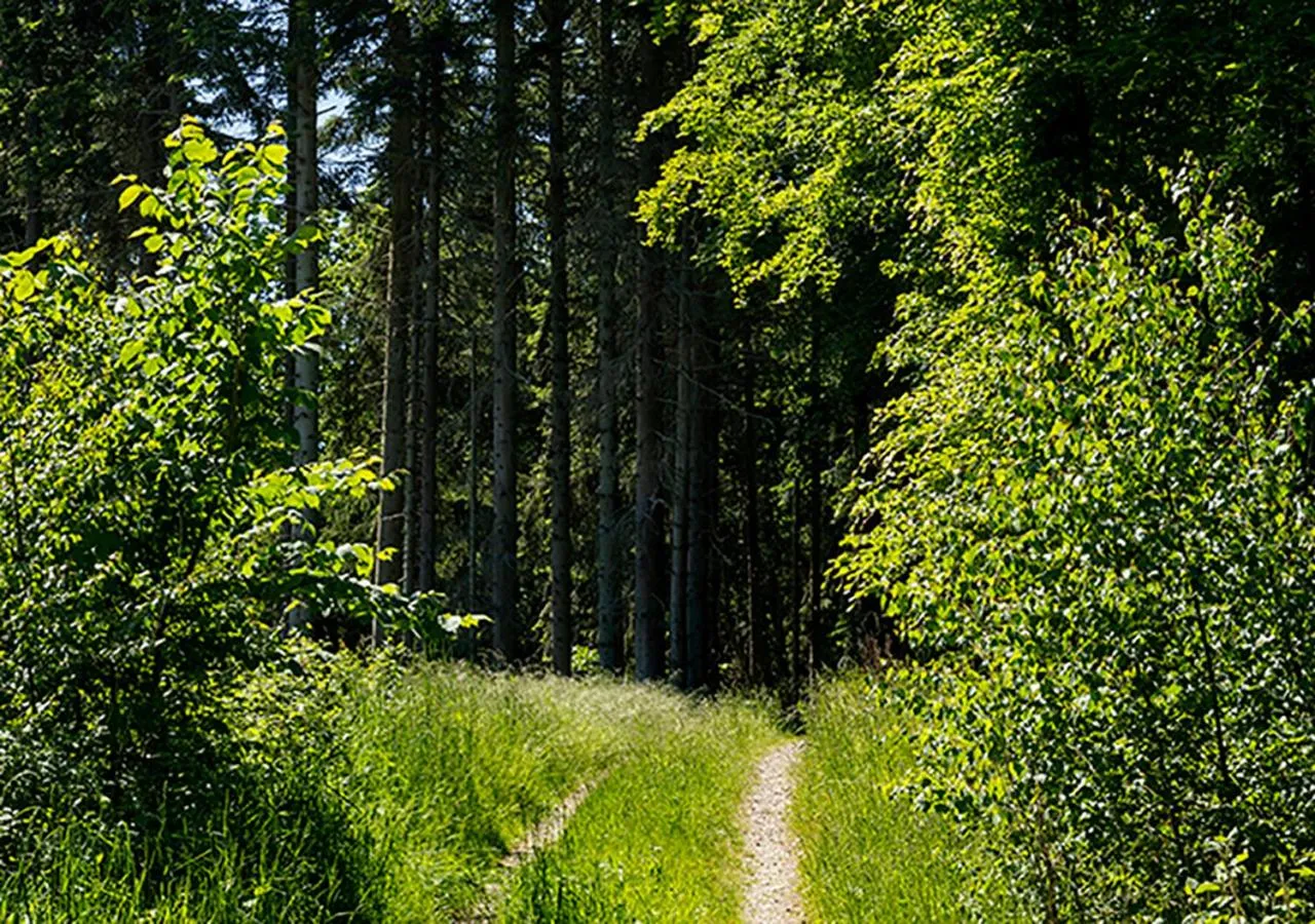 Natural landscape in Svenskebakken Bed & Breakfast