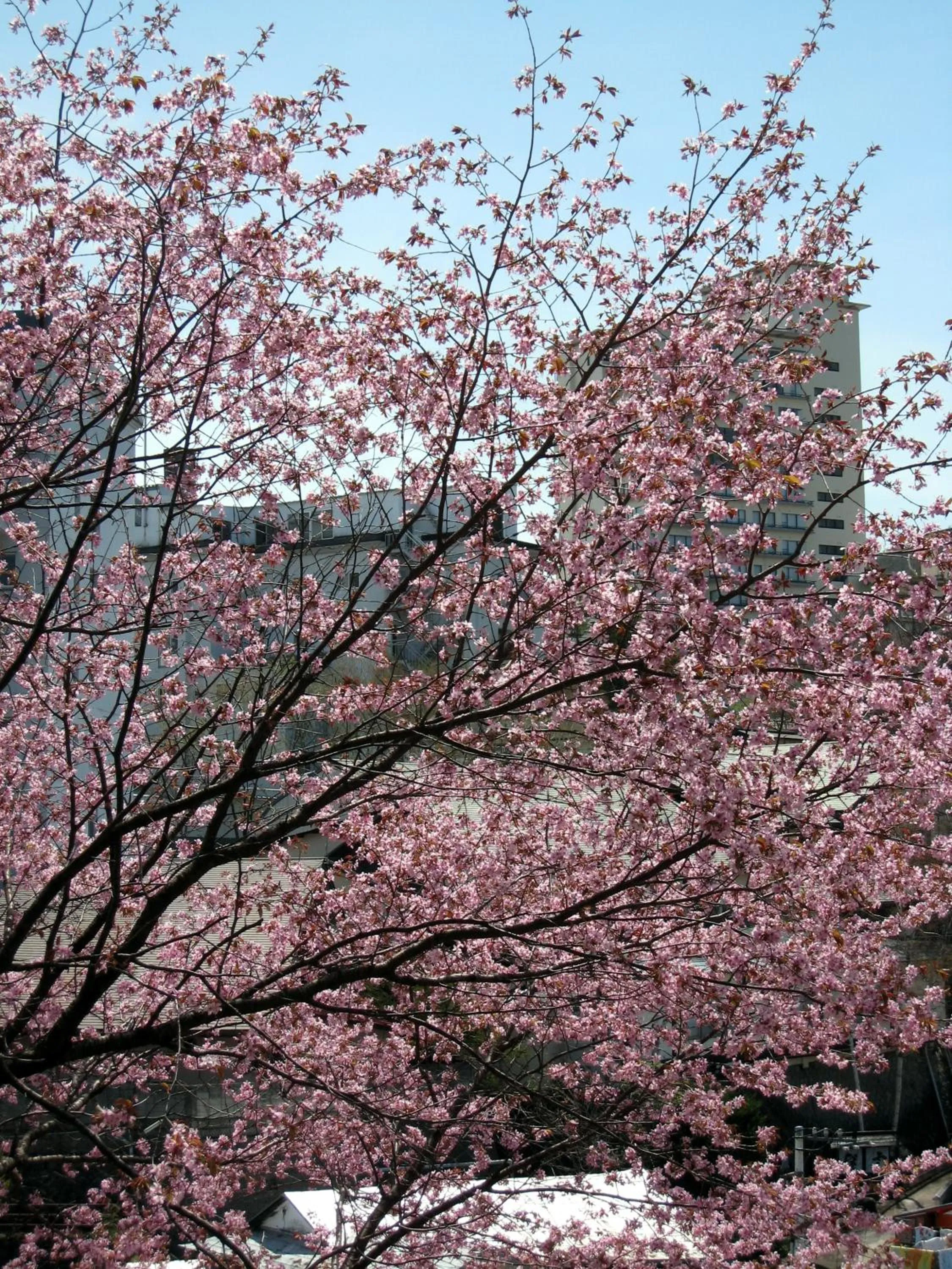 Spring in Yorokobinoyado Takamatsu