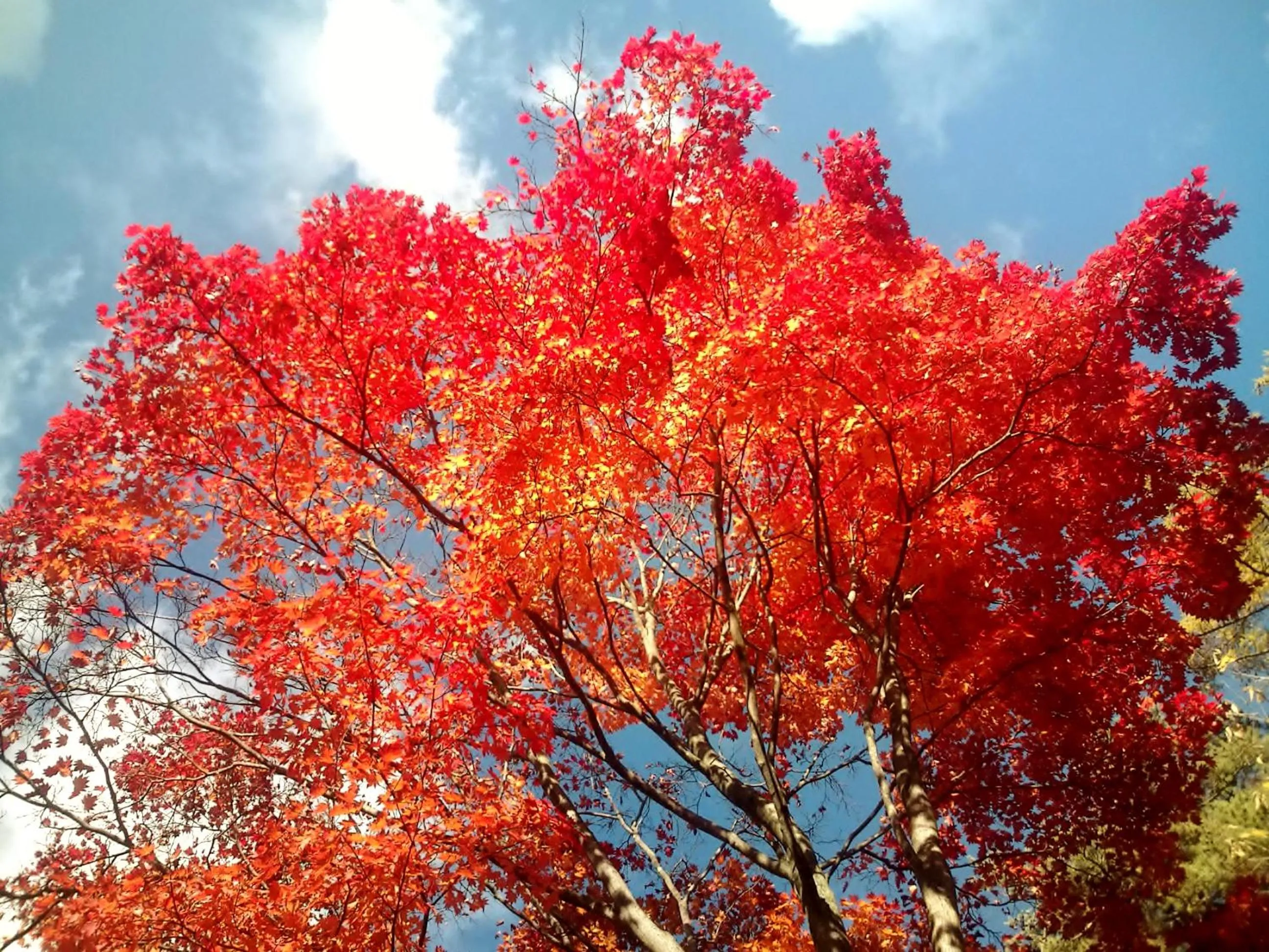 Natural landscape in Yorokobinoyado Takamatsu