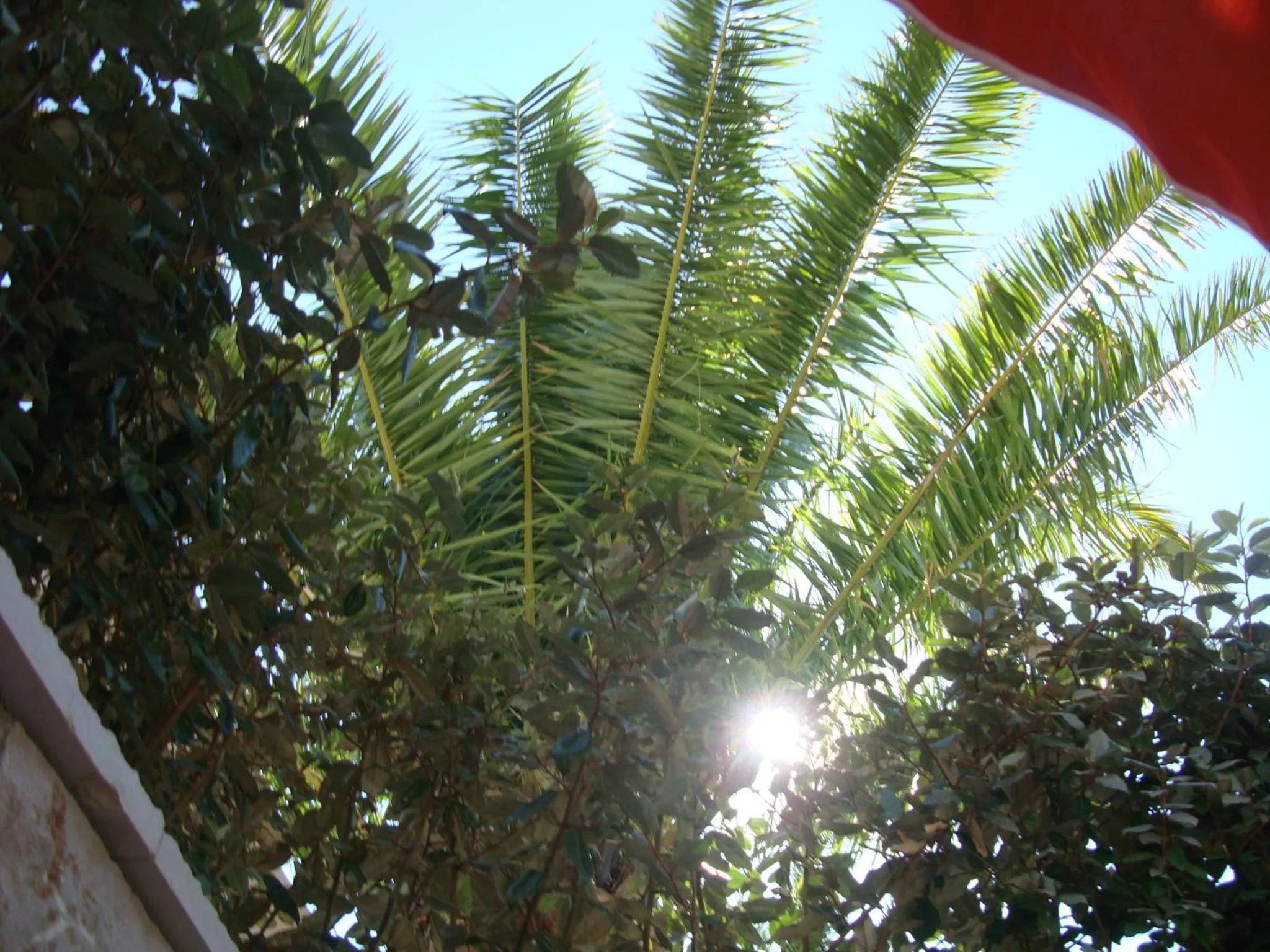 Garden in Villa Perla Del Mare