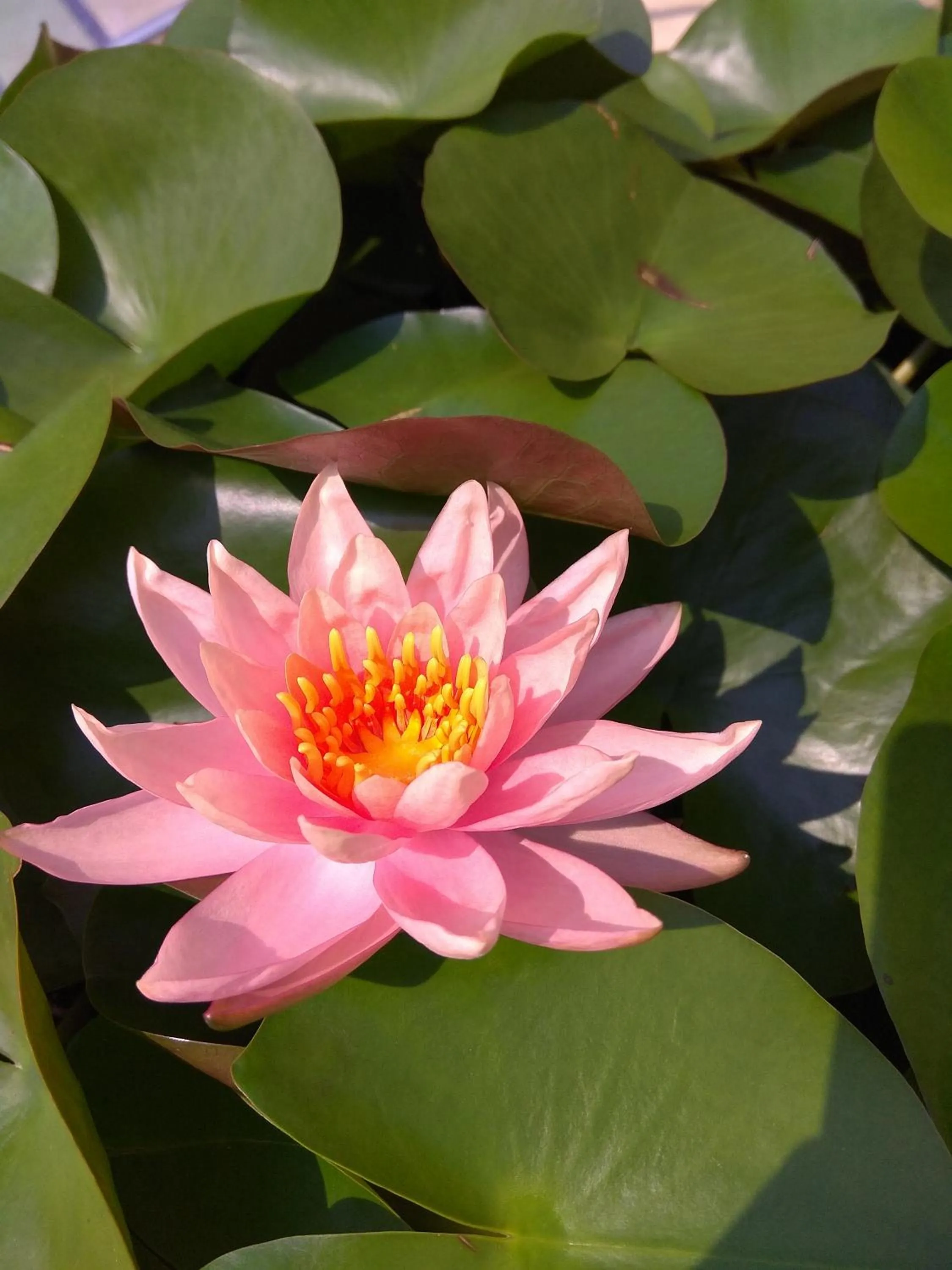 Garden in Stella Resort