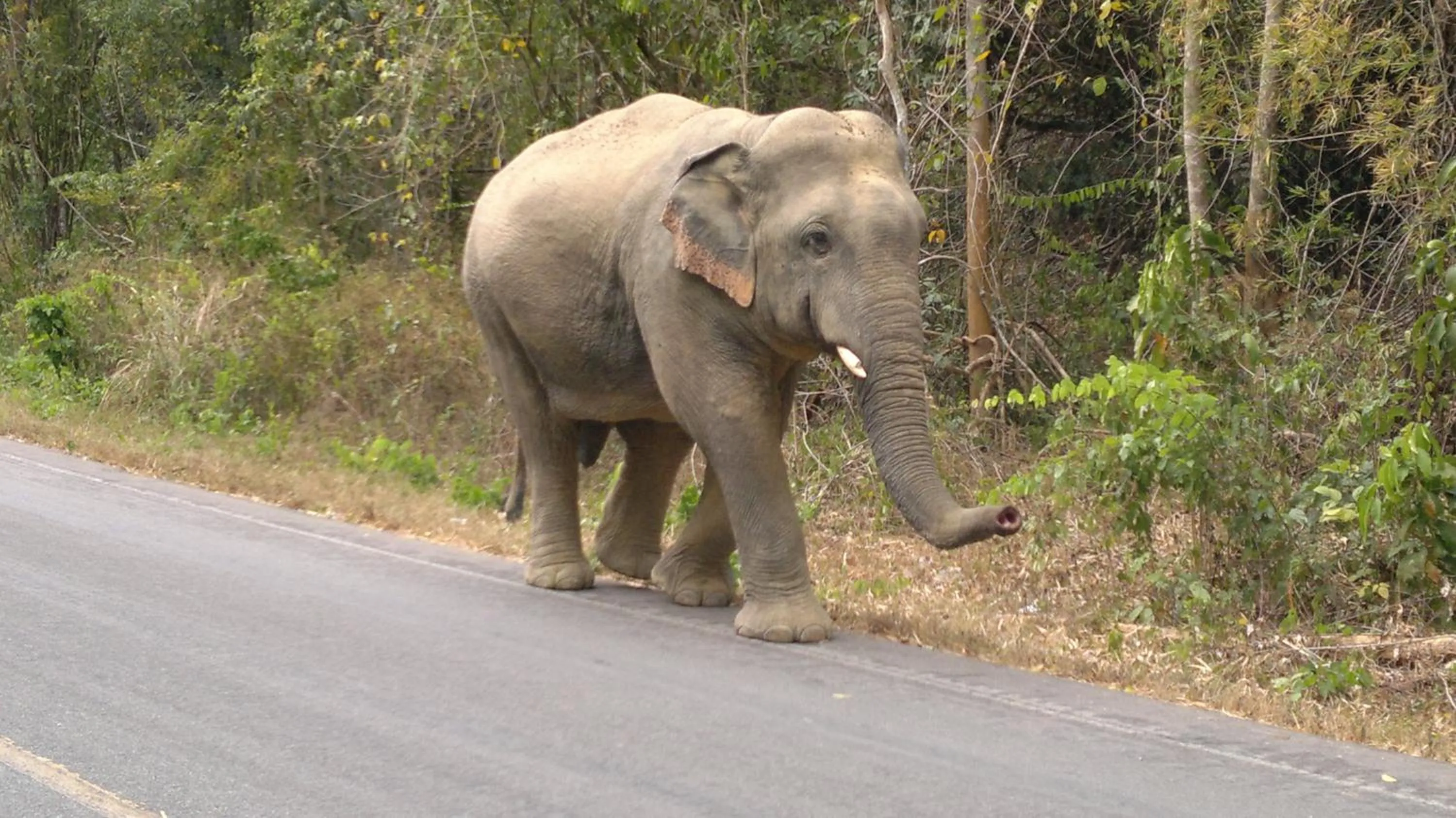 Natural landscape in Stella Resort