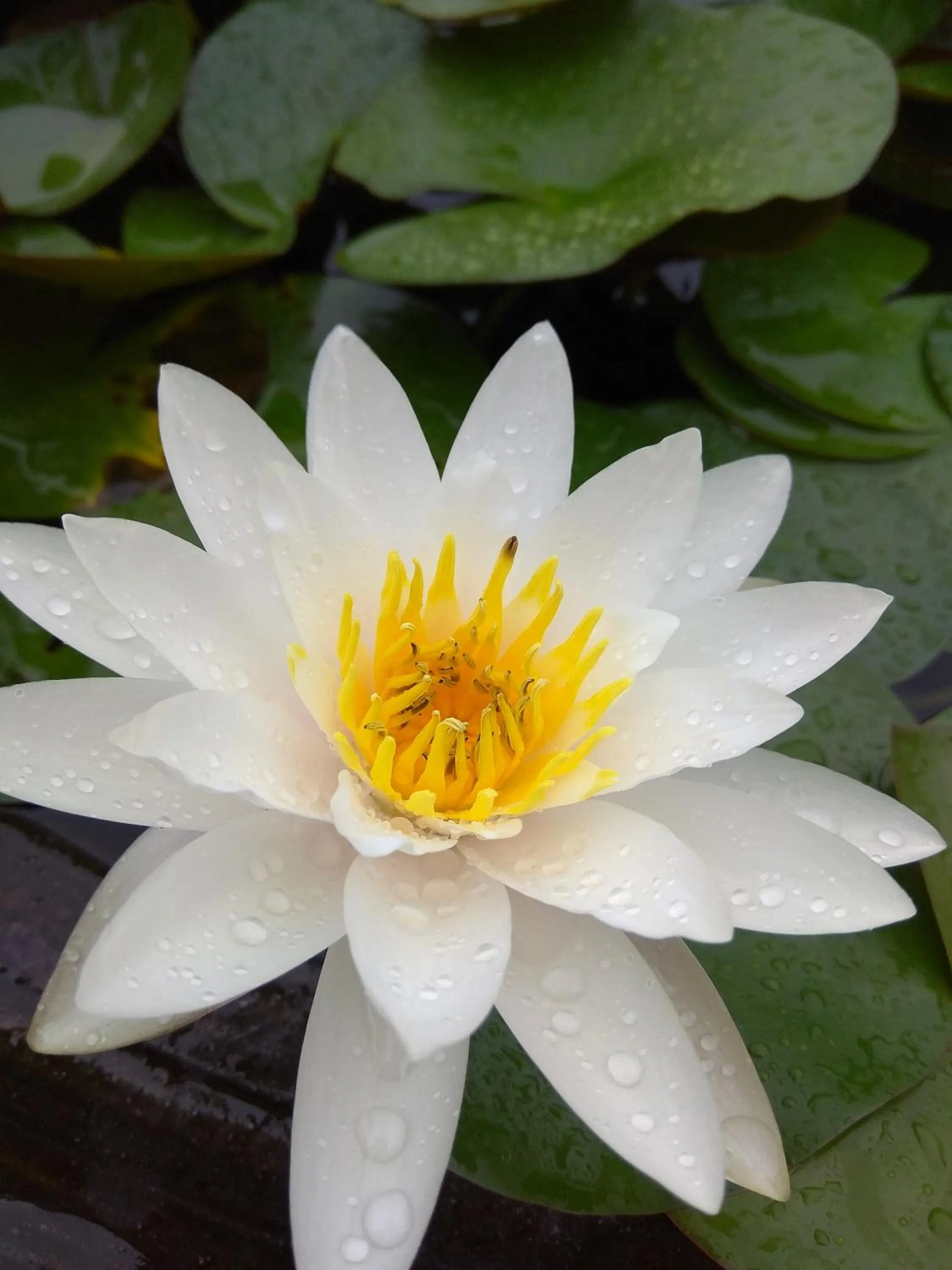 Garden in Stella Resort