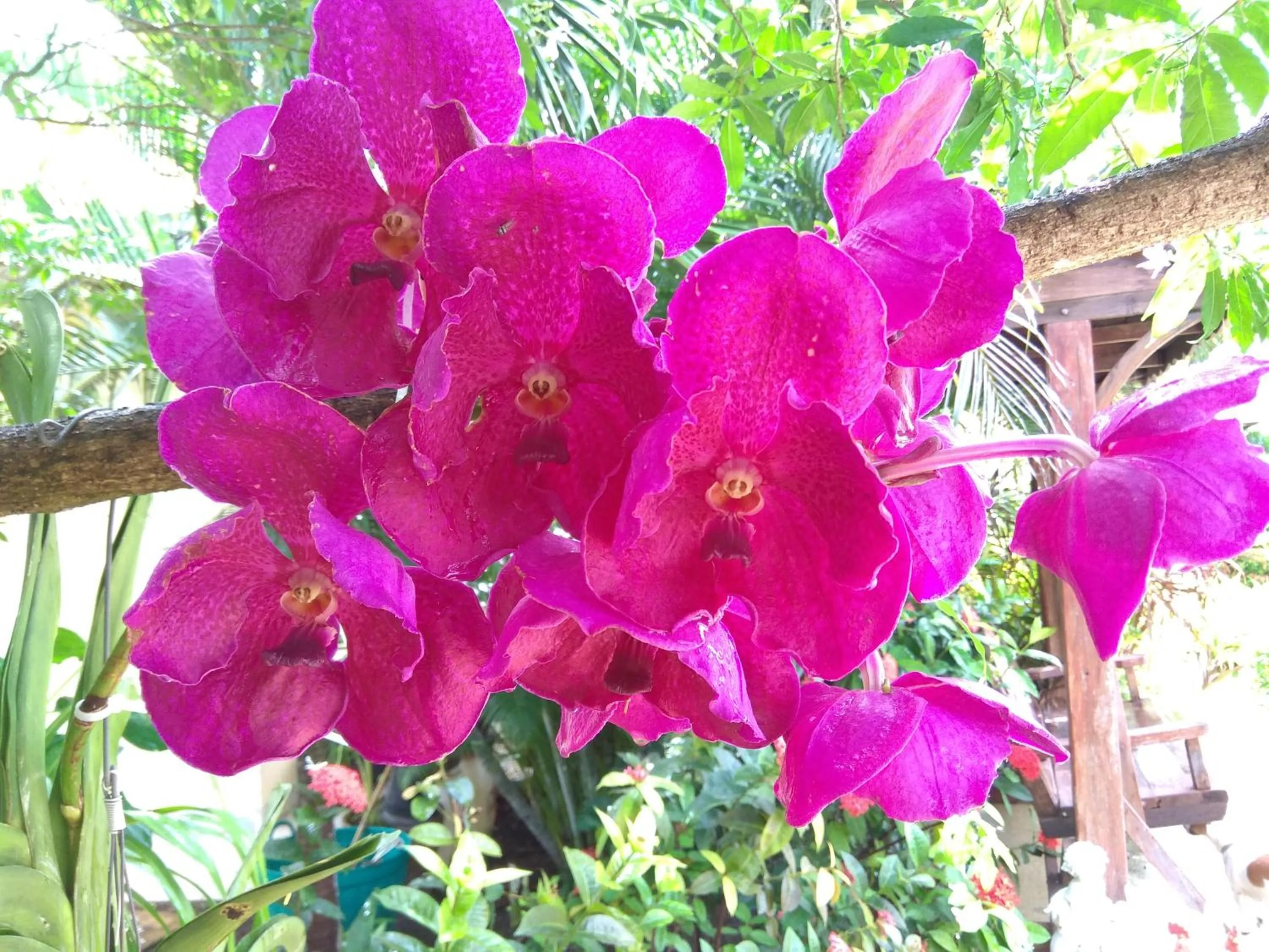 Garden view in Stella Resort