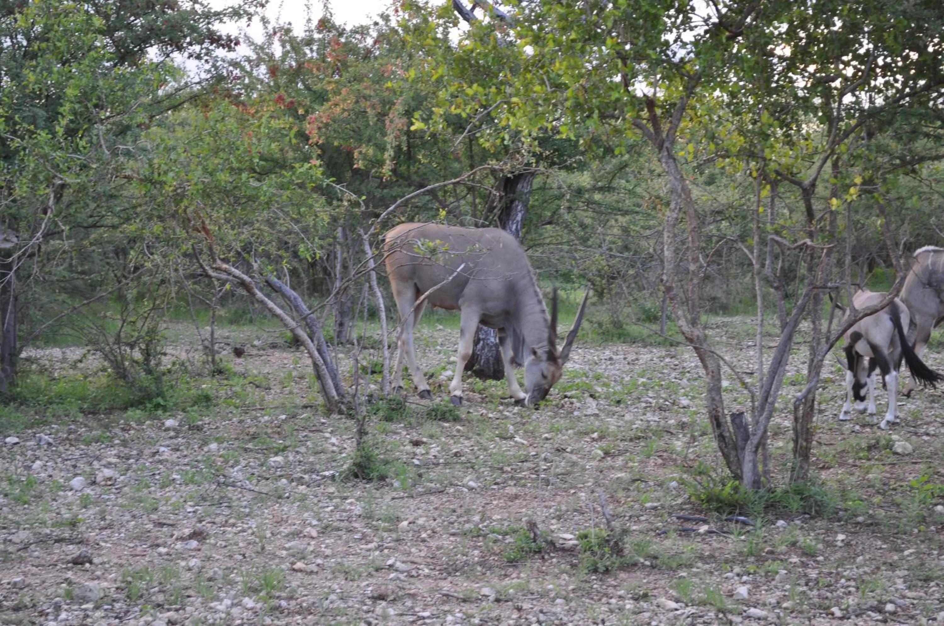 Animals in Etotongwe Lodge