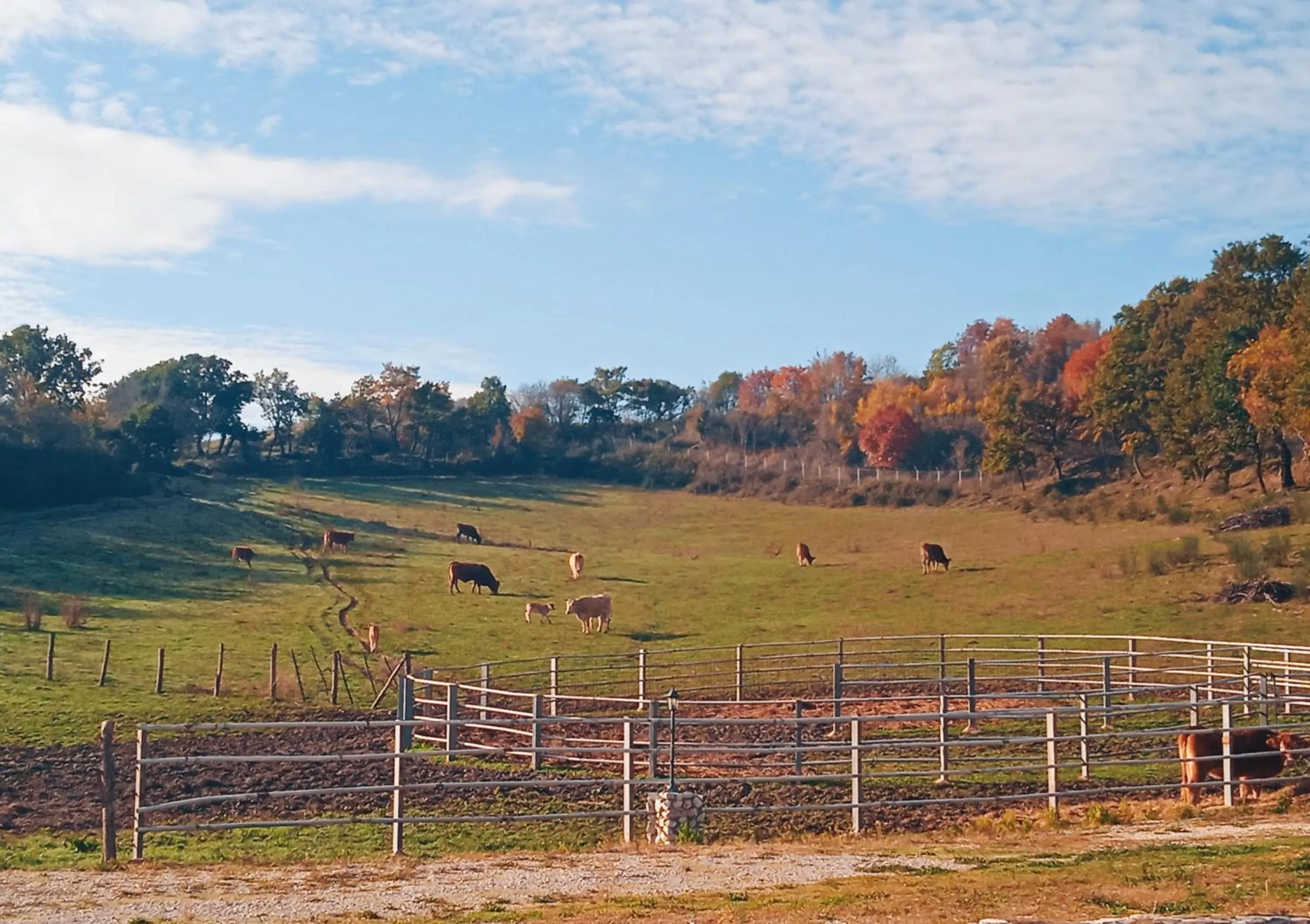 Animals in Castello di Baccaresca
