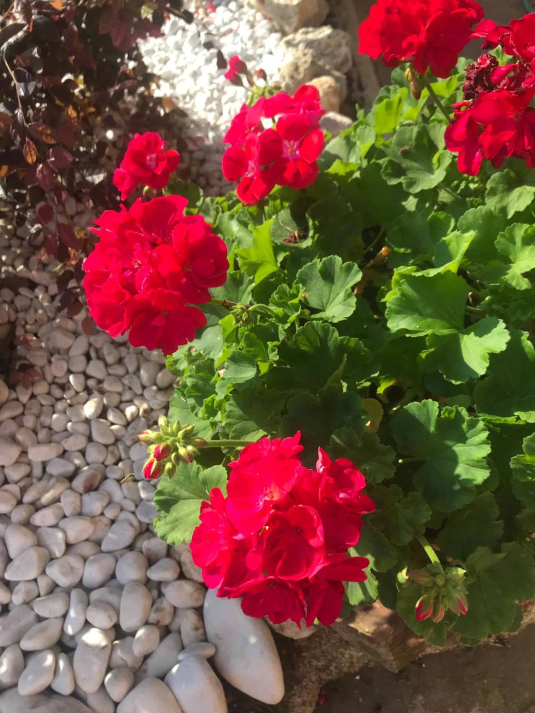 Garden in Le Bassotte b&b