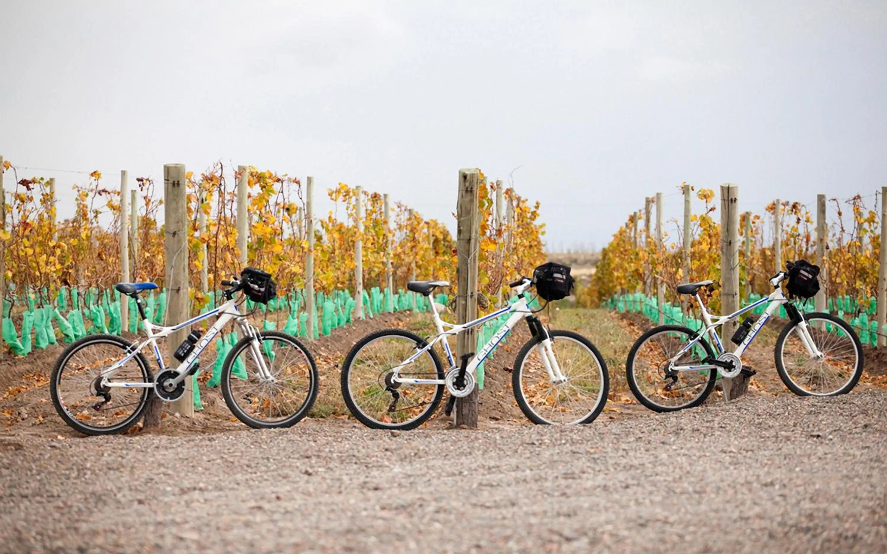 Day in Casa de Uco Vineyards and Wine Resort