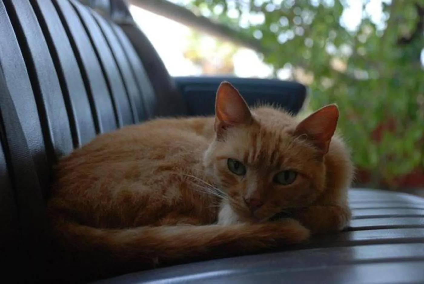 Animals in Hotel Posada Señor Mañana