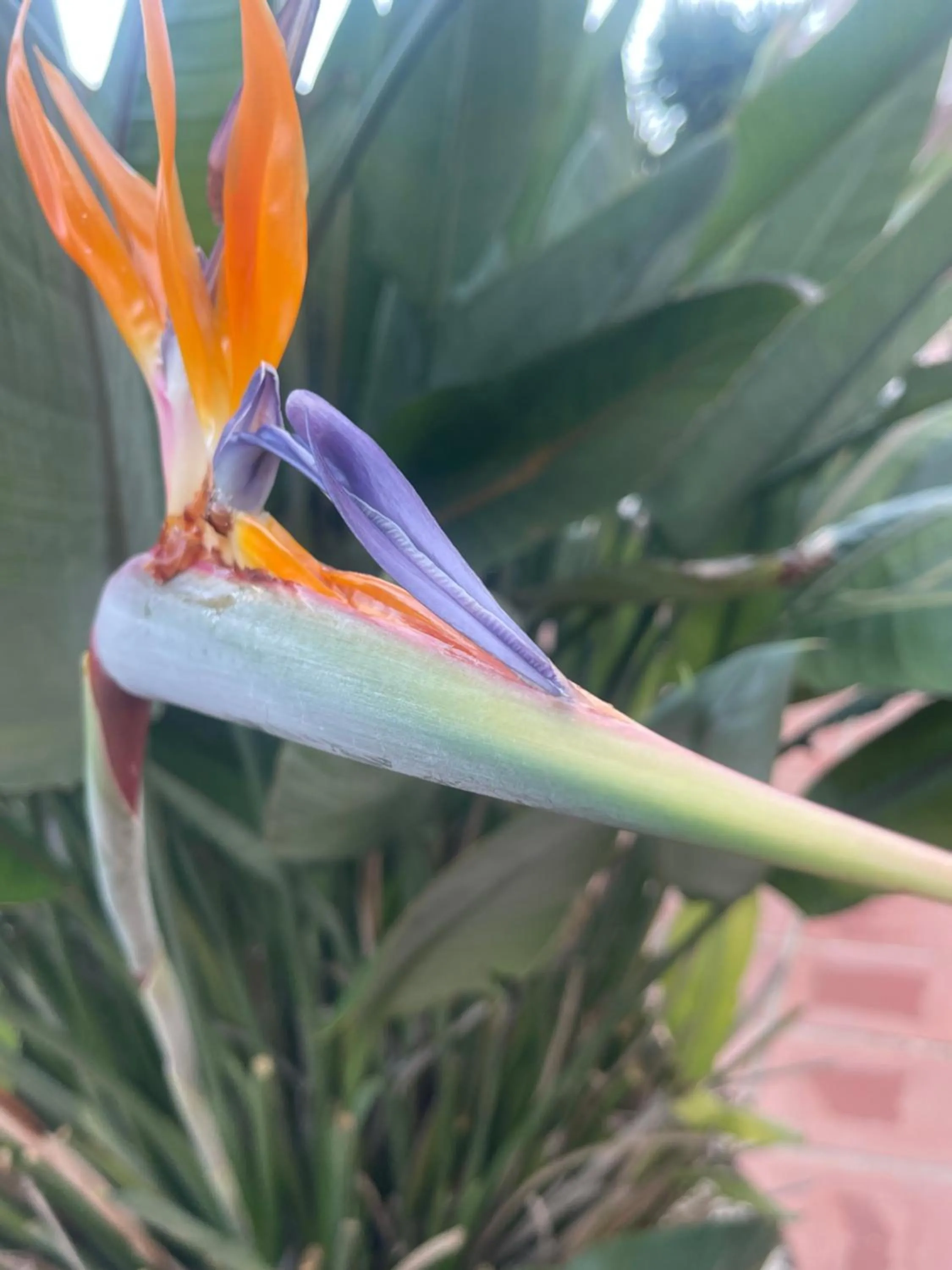 Garden in Casa Flora - Mijas Costa - Andalusië