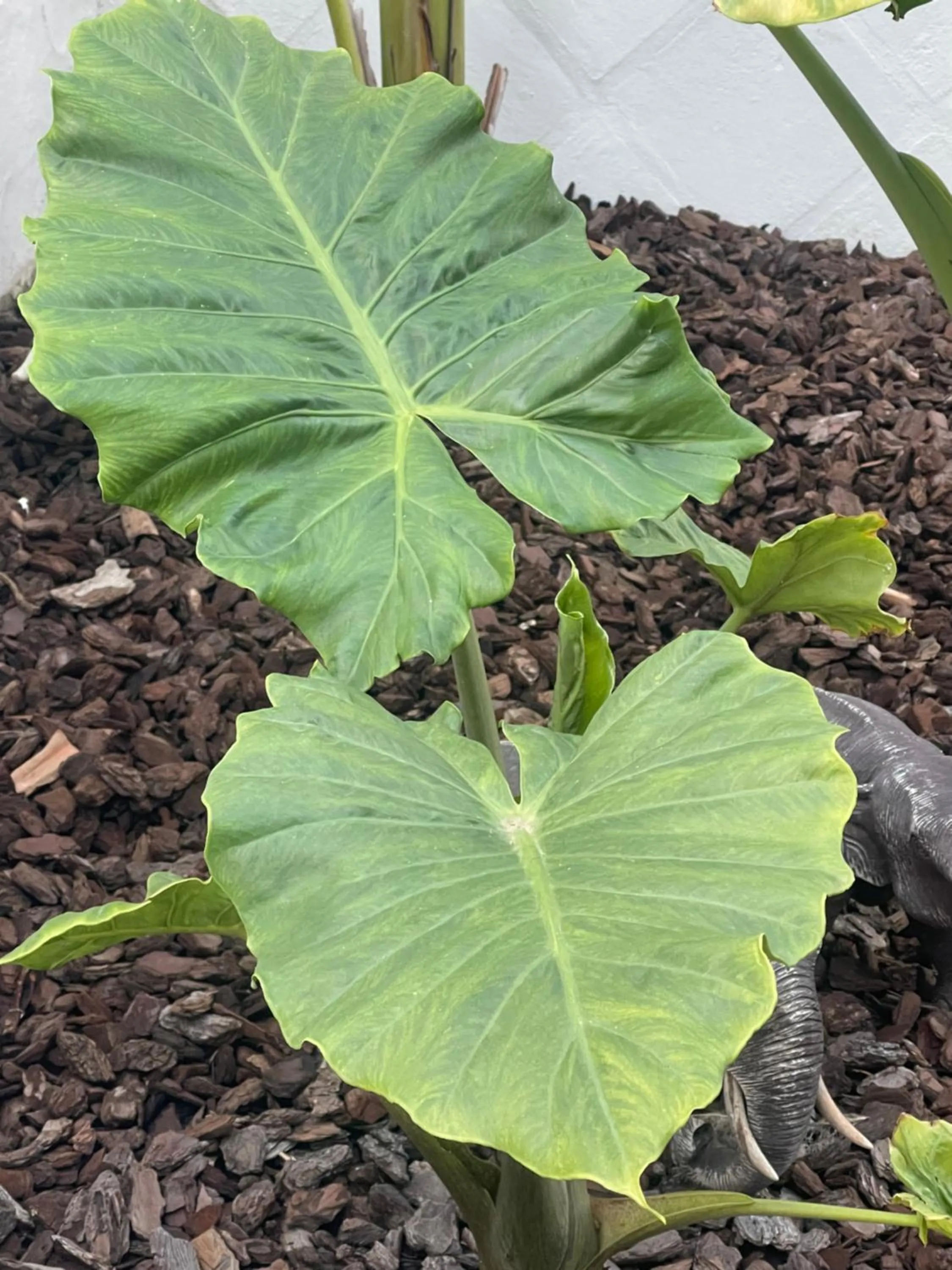 Garden in Casa Flora - Mijas Costa - Andalusië
