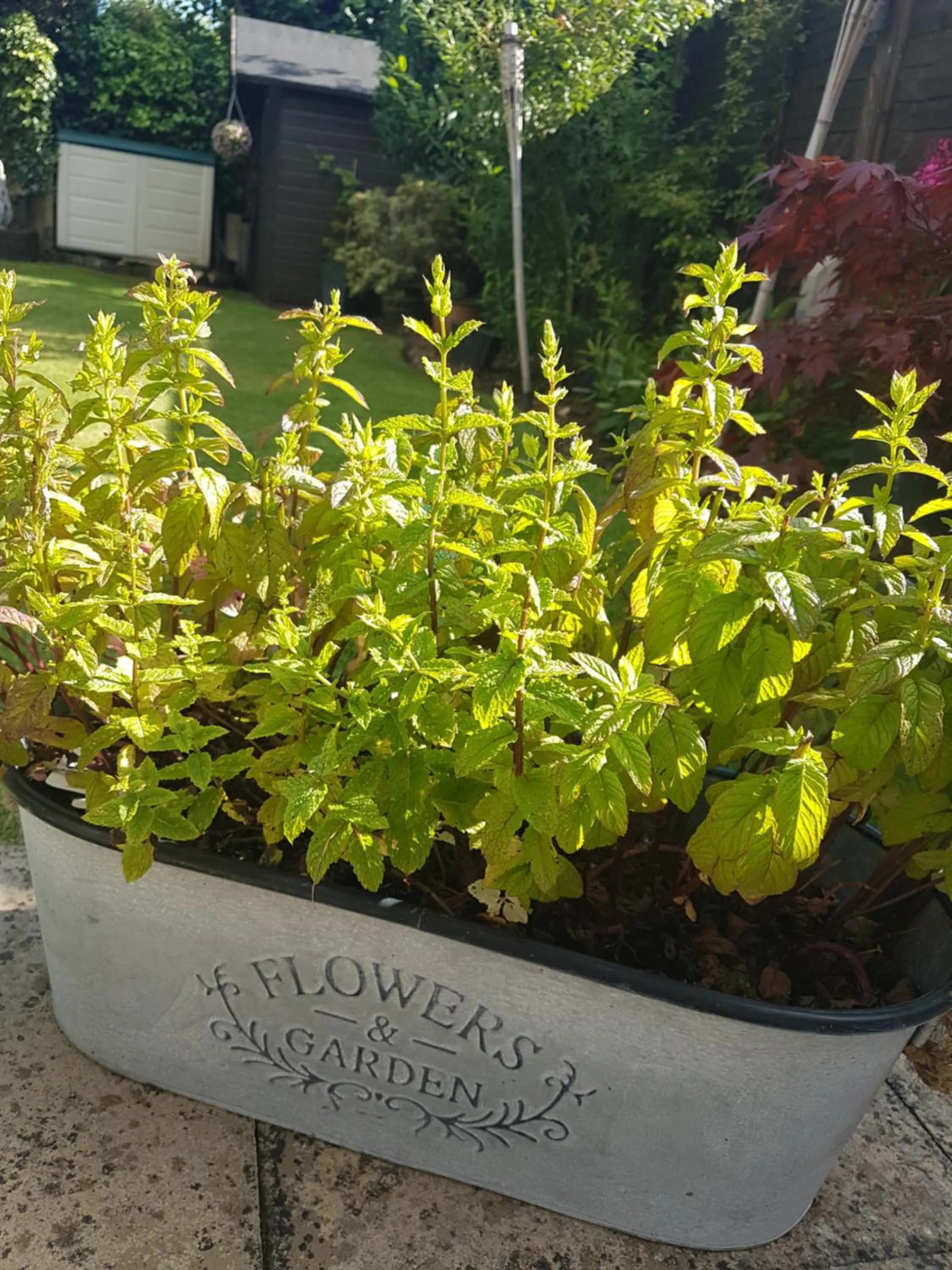 Food in Debonair bnb @33