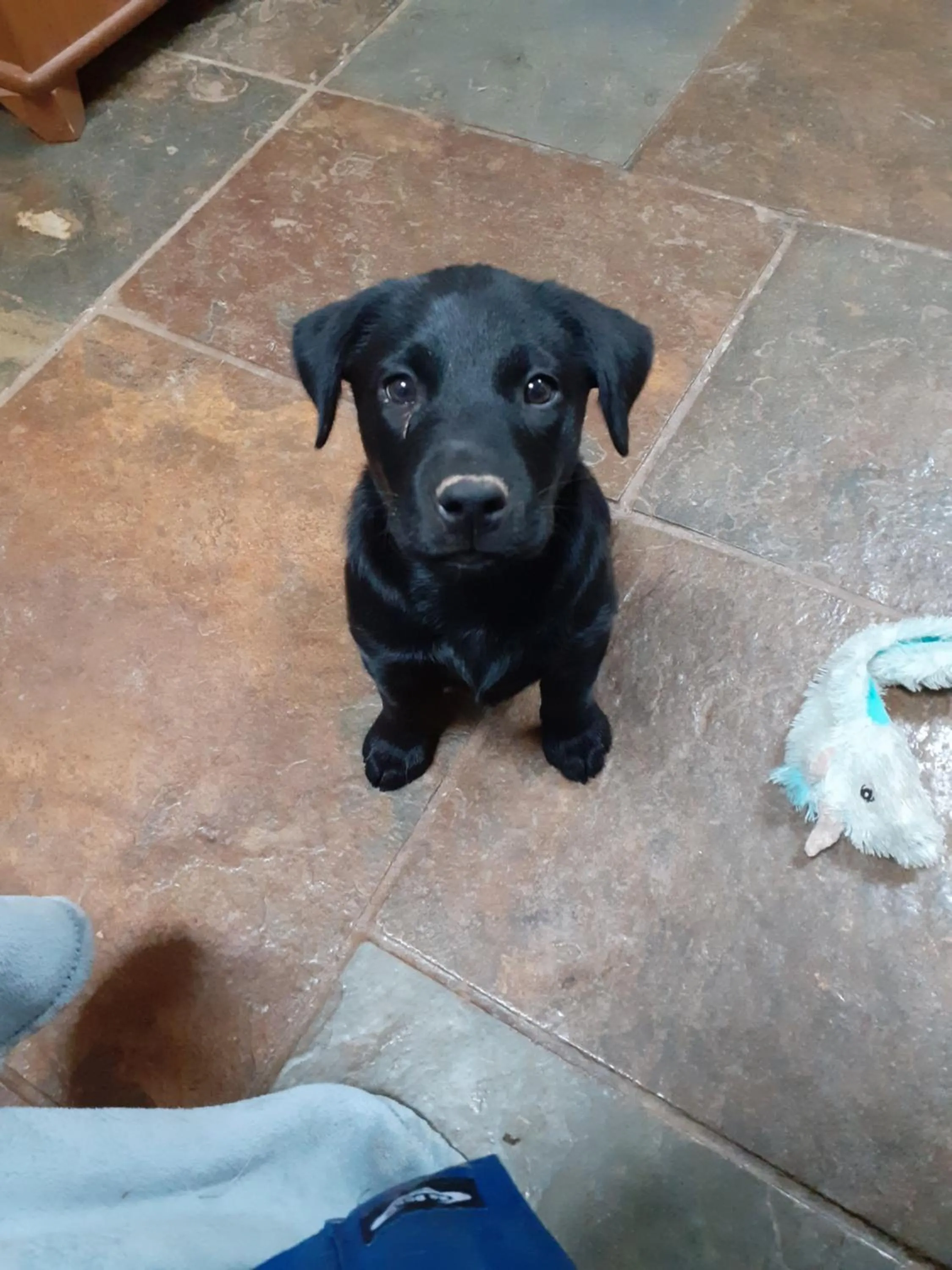 Pets in Witherhill Granary