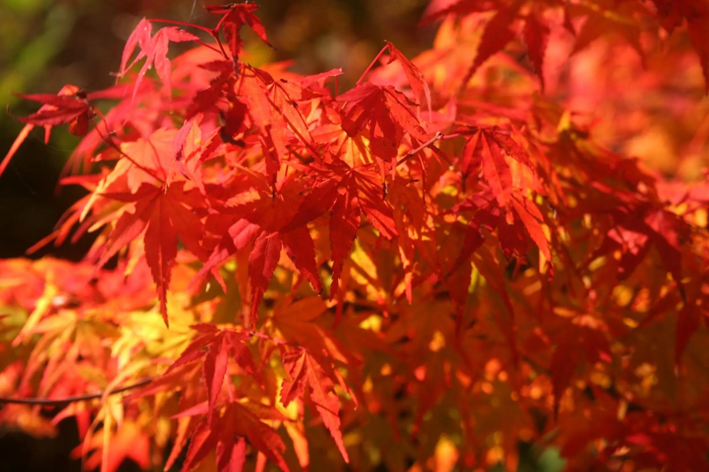 Other in Shima Onsen Yoshimoto