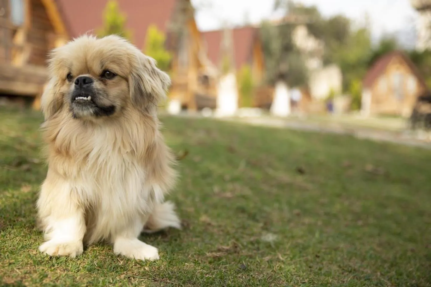 Animals in Kazdaglari Ida Natura Bungalov Hotel