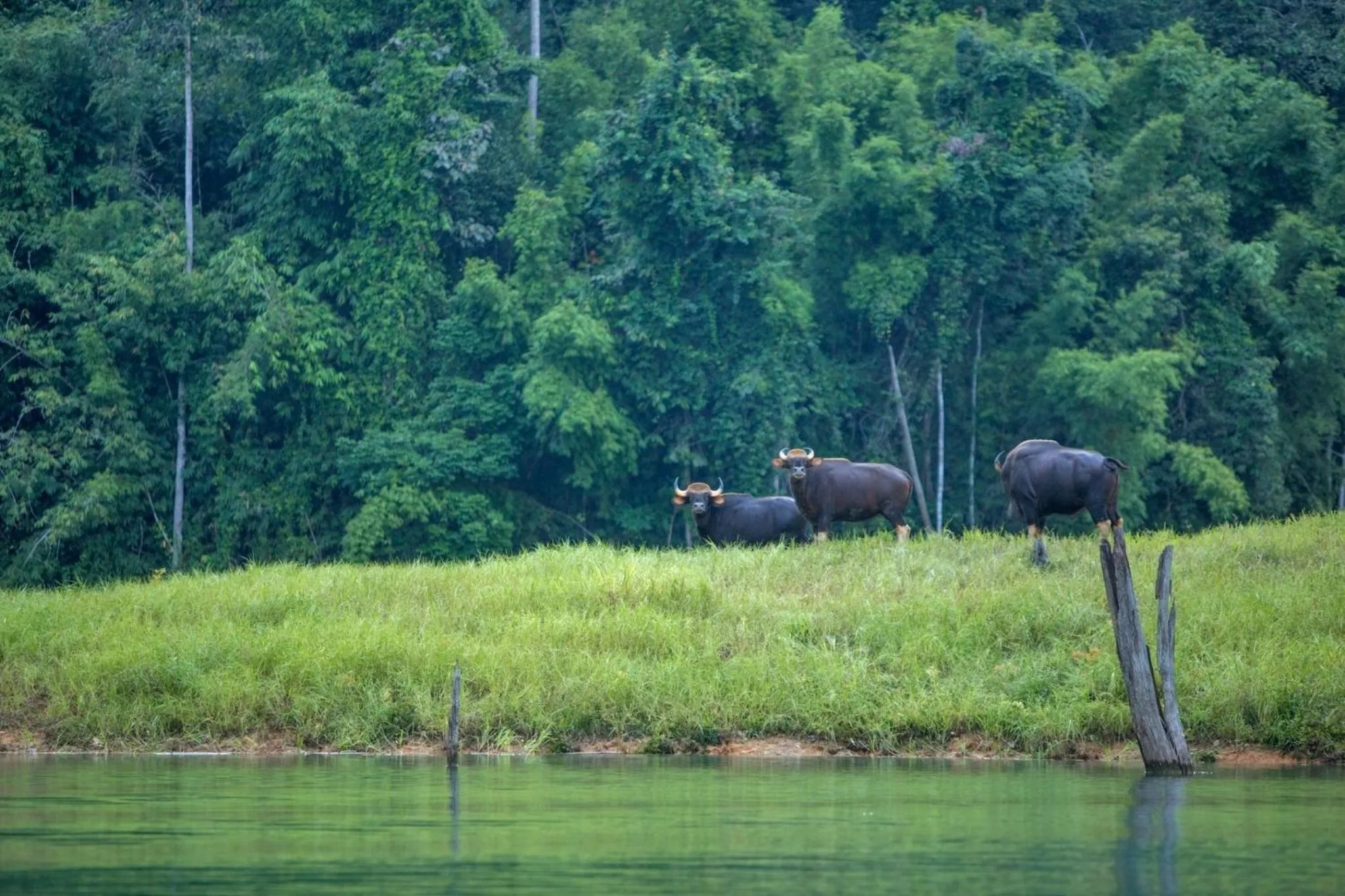 Natural landscape in 500 Rai Floating Resort
