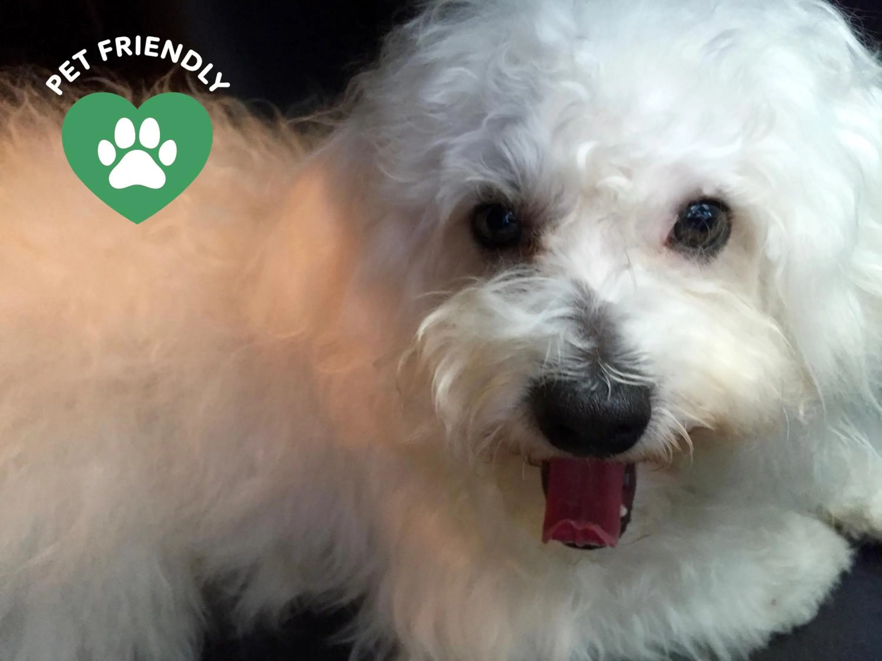 Pets in Bergamo Inn 15