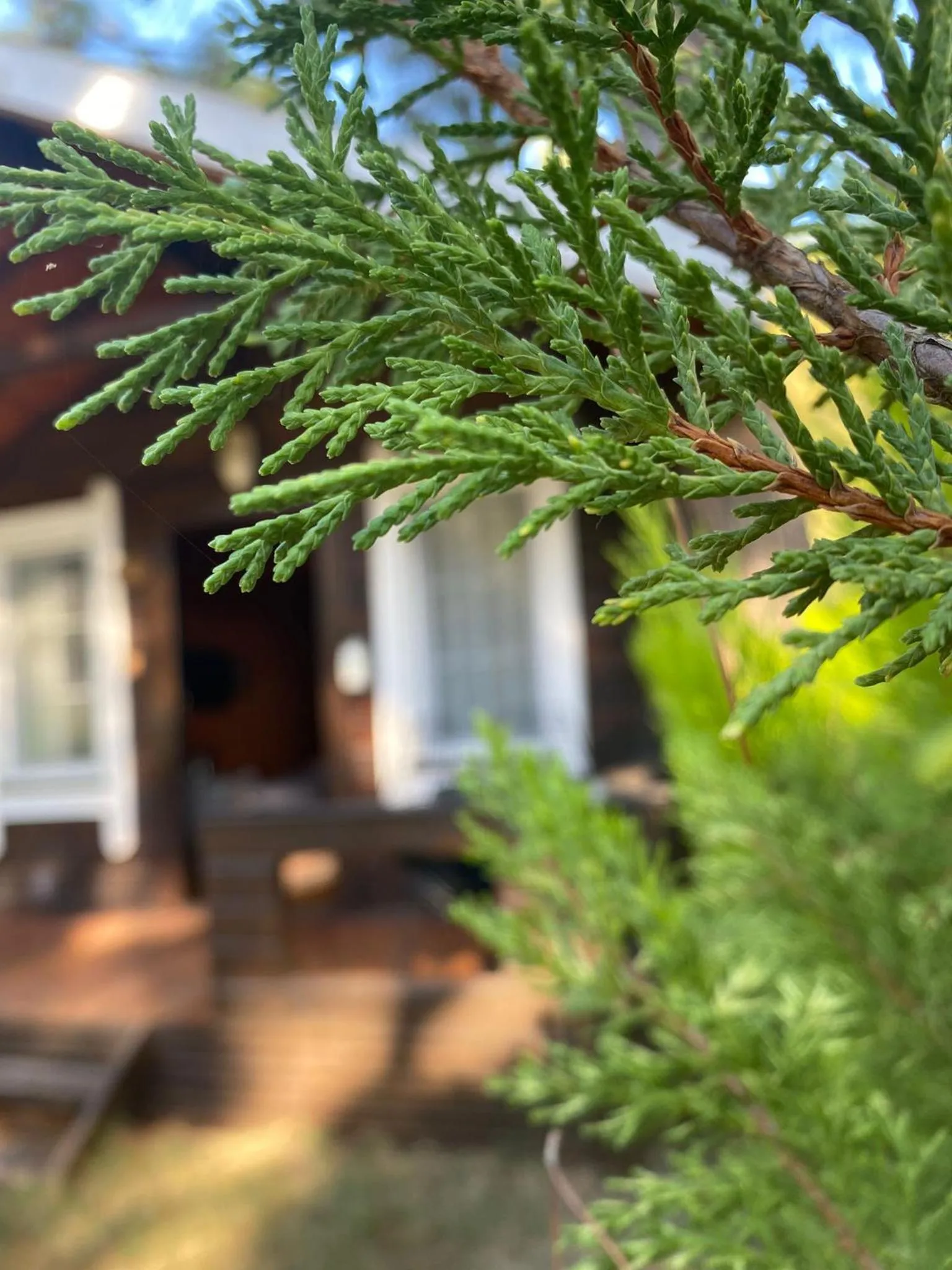 Green Pine Bungalows & Beach Luxury Concept