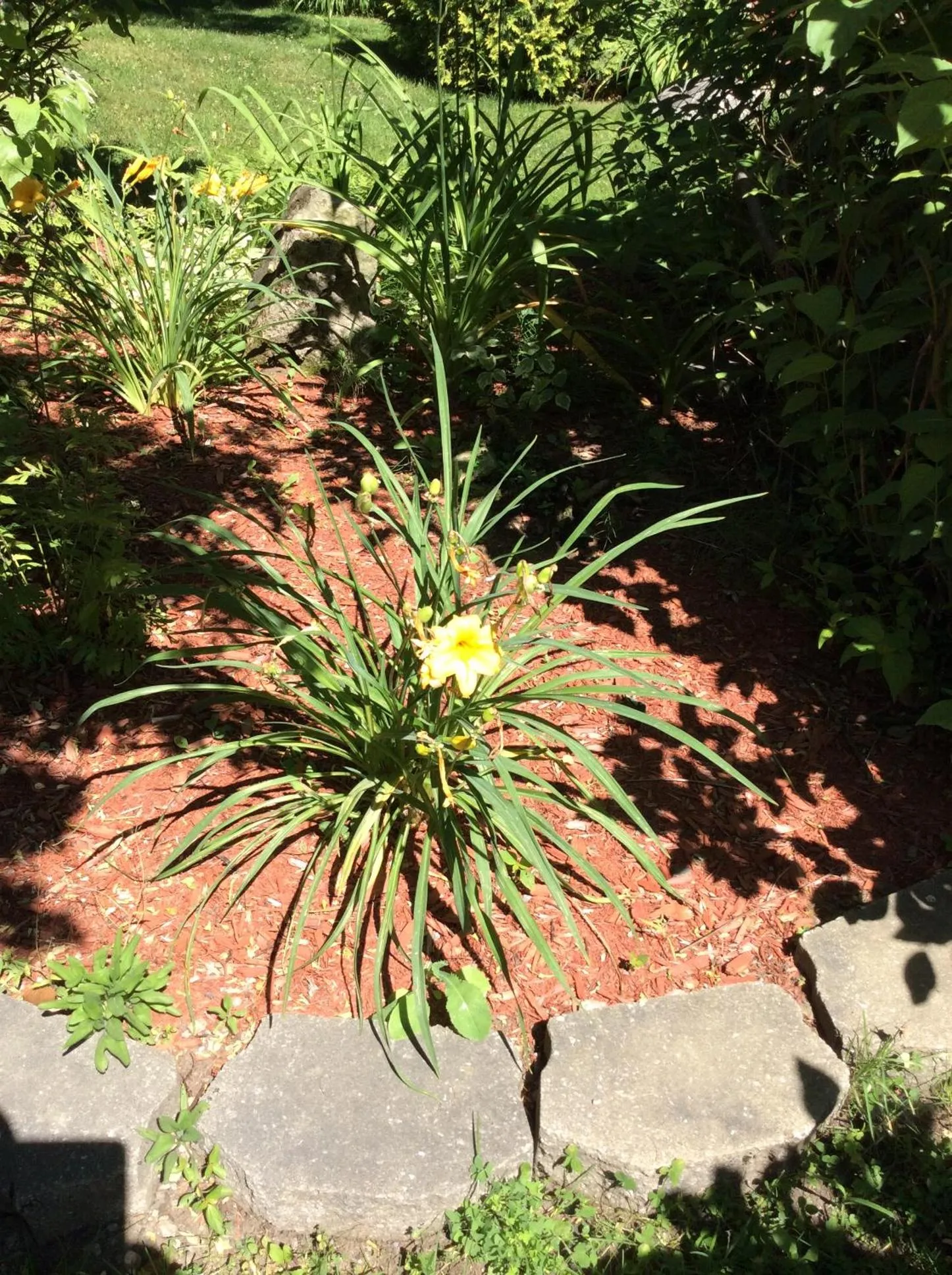 Natural landscape in Chez Lulu et Lutin