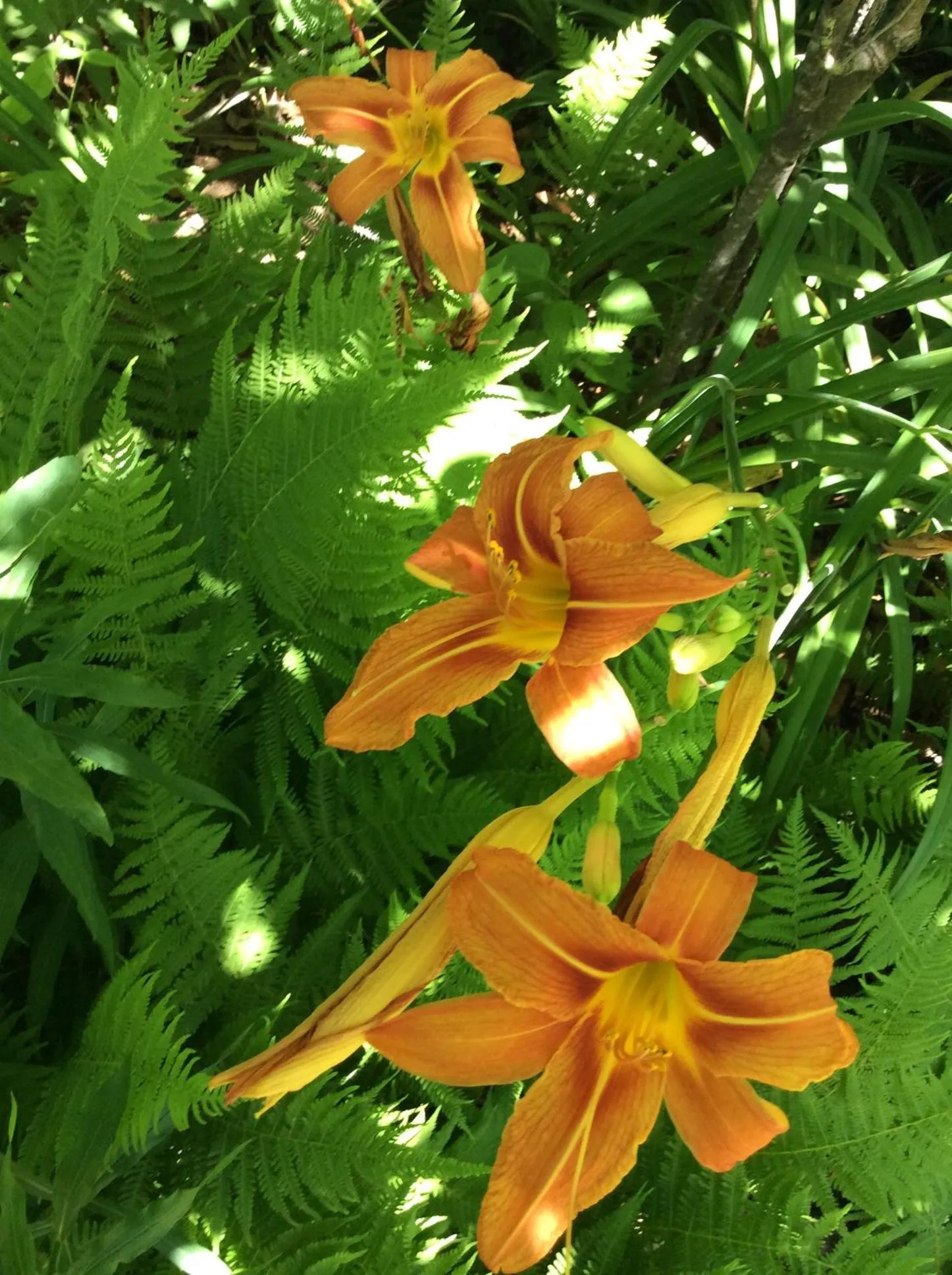 Natural landscape in Chez Lulu et Lutin
