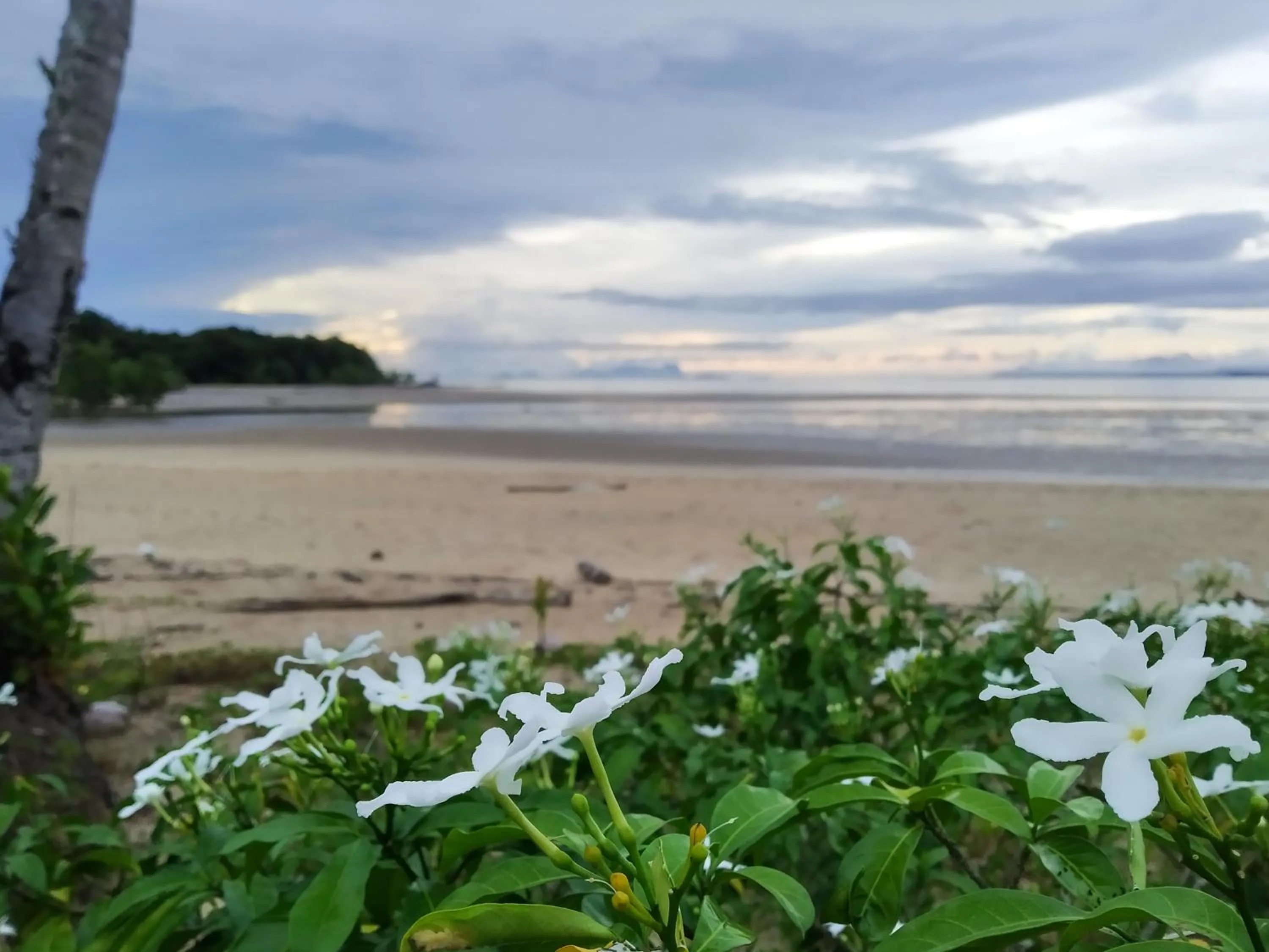 Beach in Rafflesia Resort