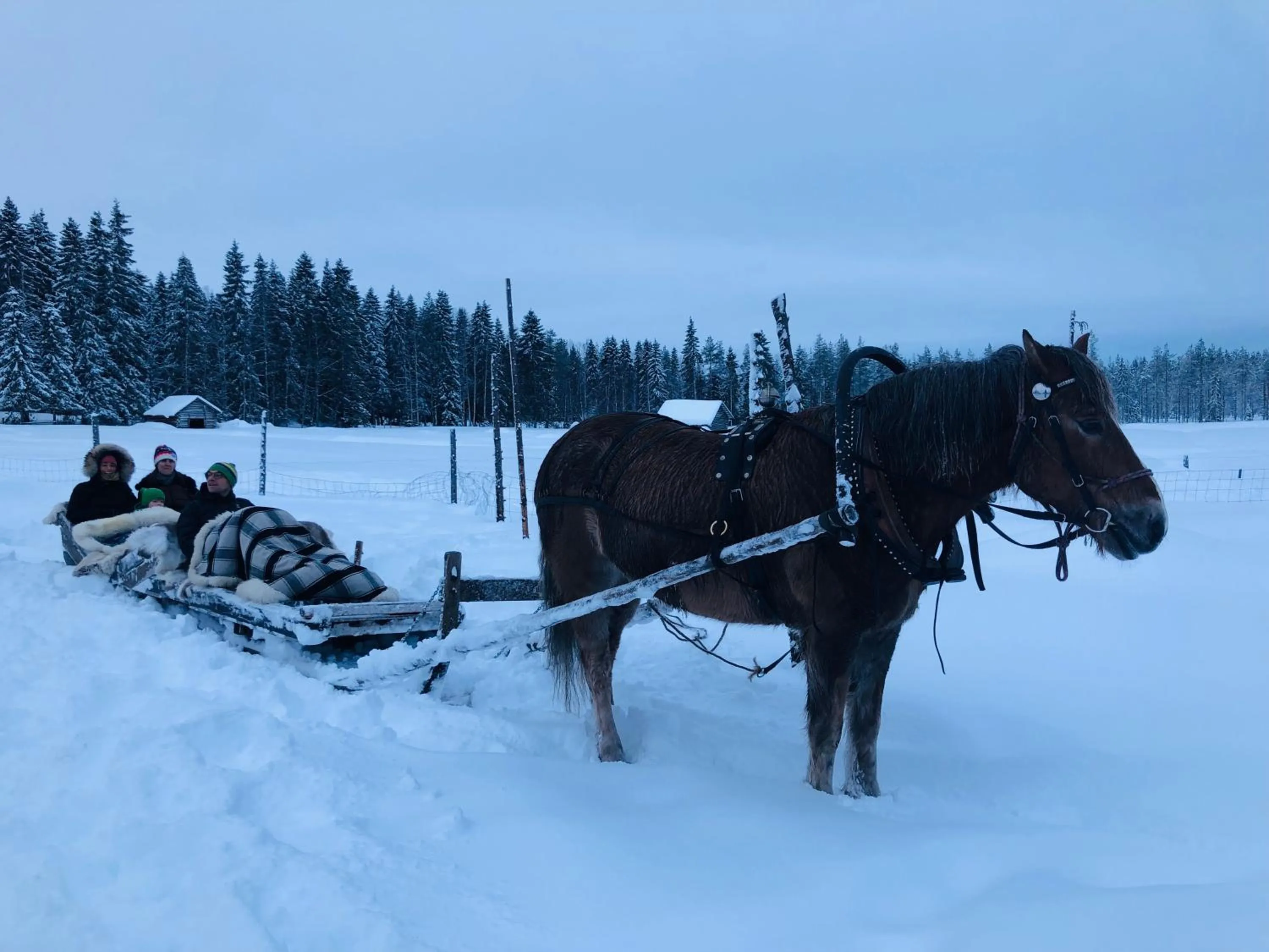 Activities in Metsä Kolo