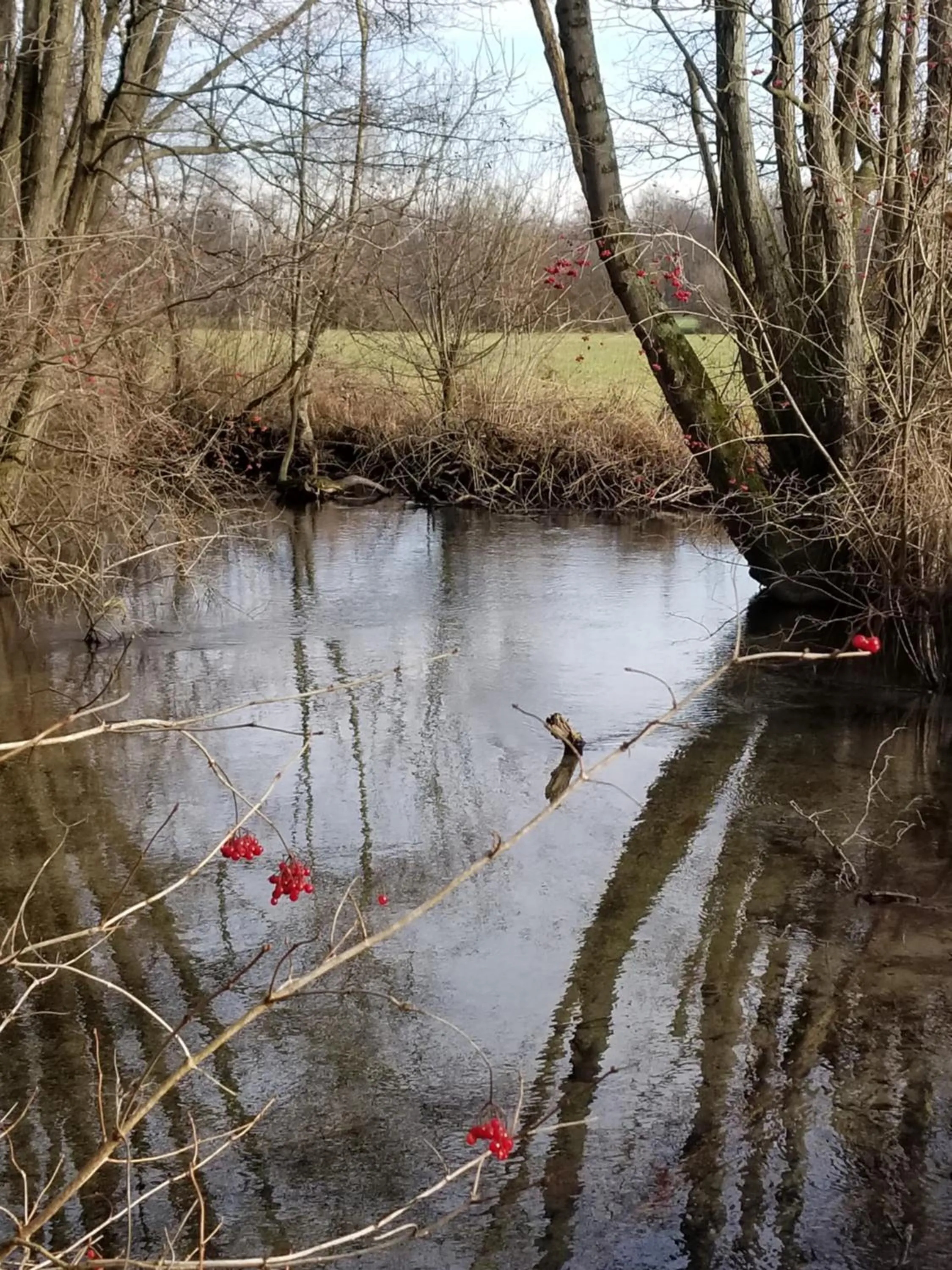 Natural landscape in chambre d'hôtes de charme, un temps en forêt