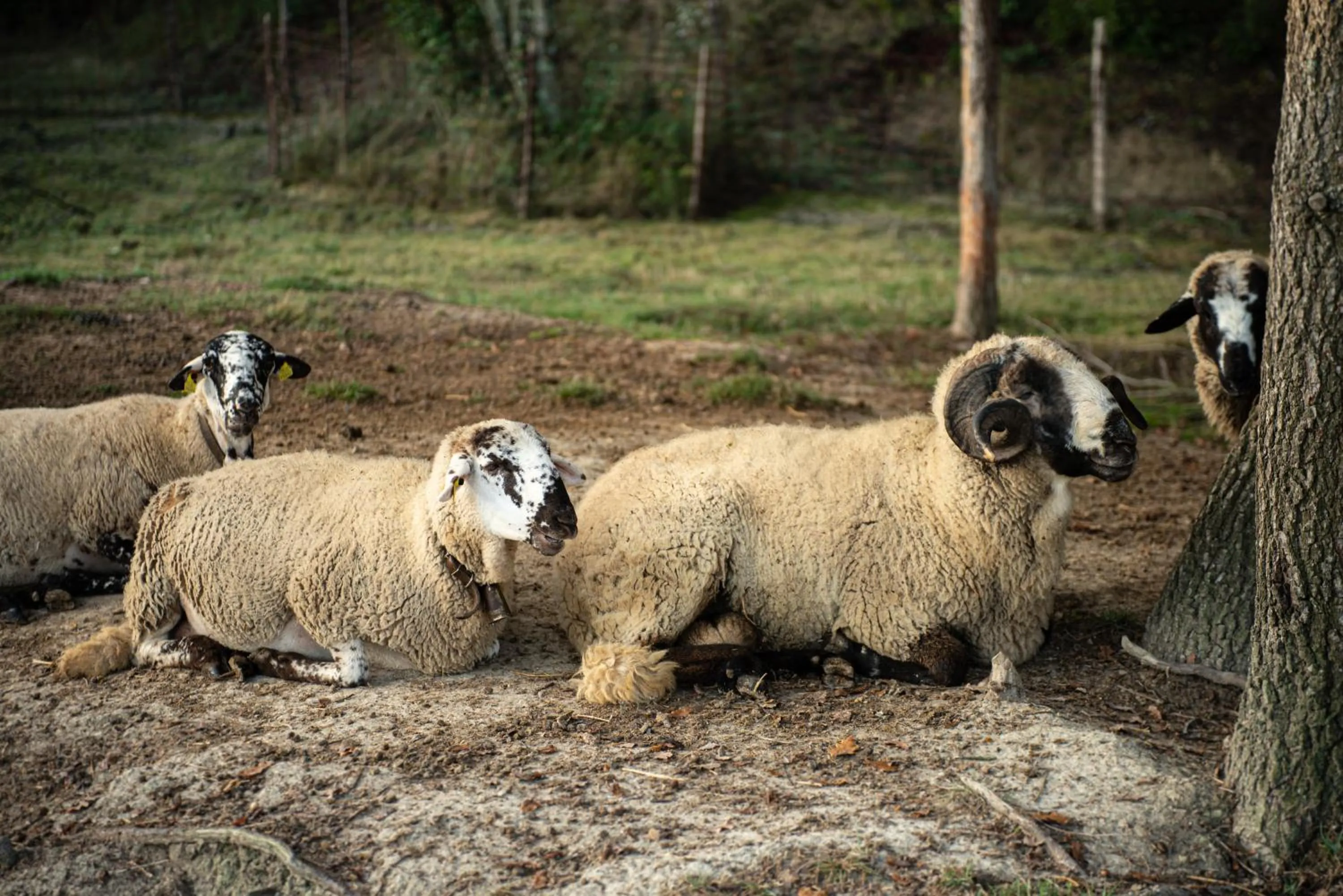 Pets in ECOTurisme Can Buch HOTEL