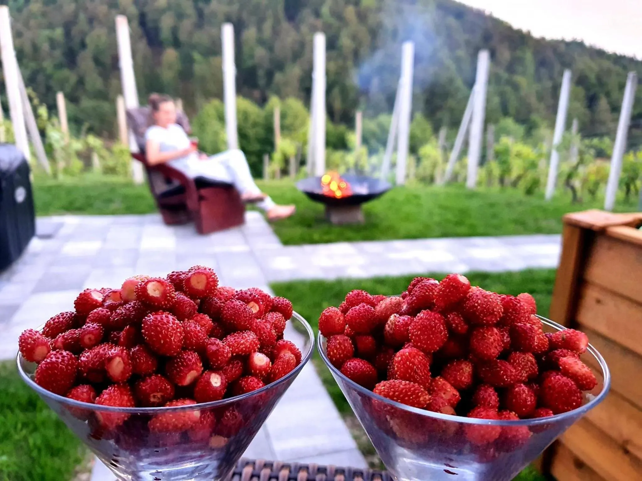 Garden in Vineyard cottage Matej
