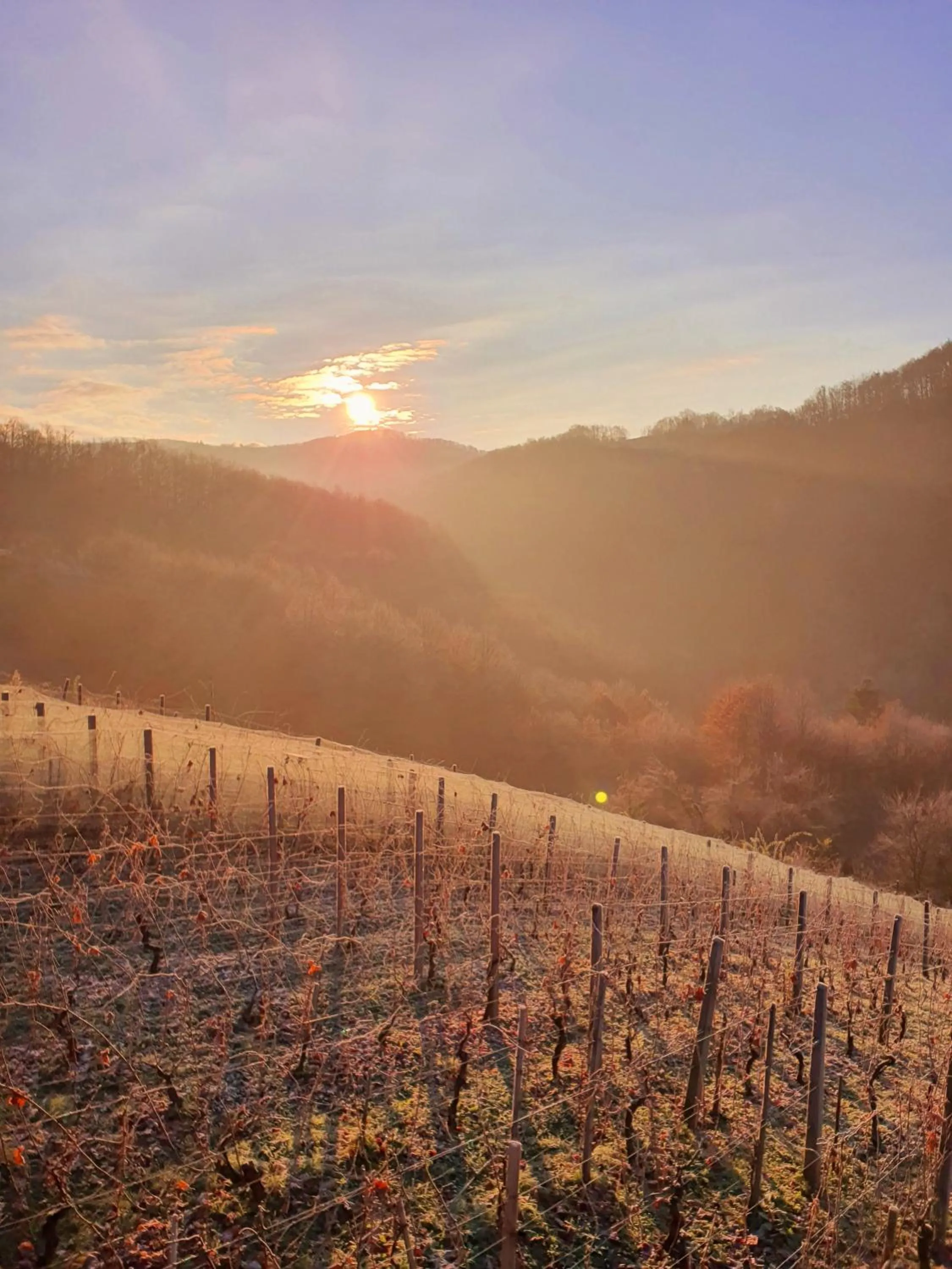 View (from property/room) in Vineyard cottage Matej