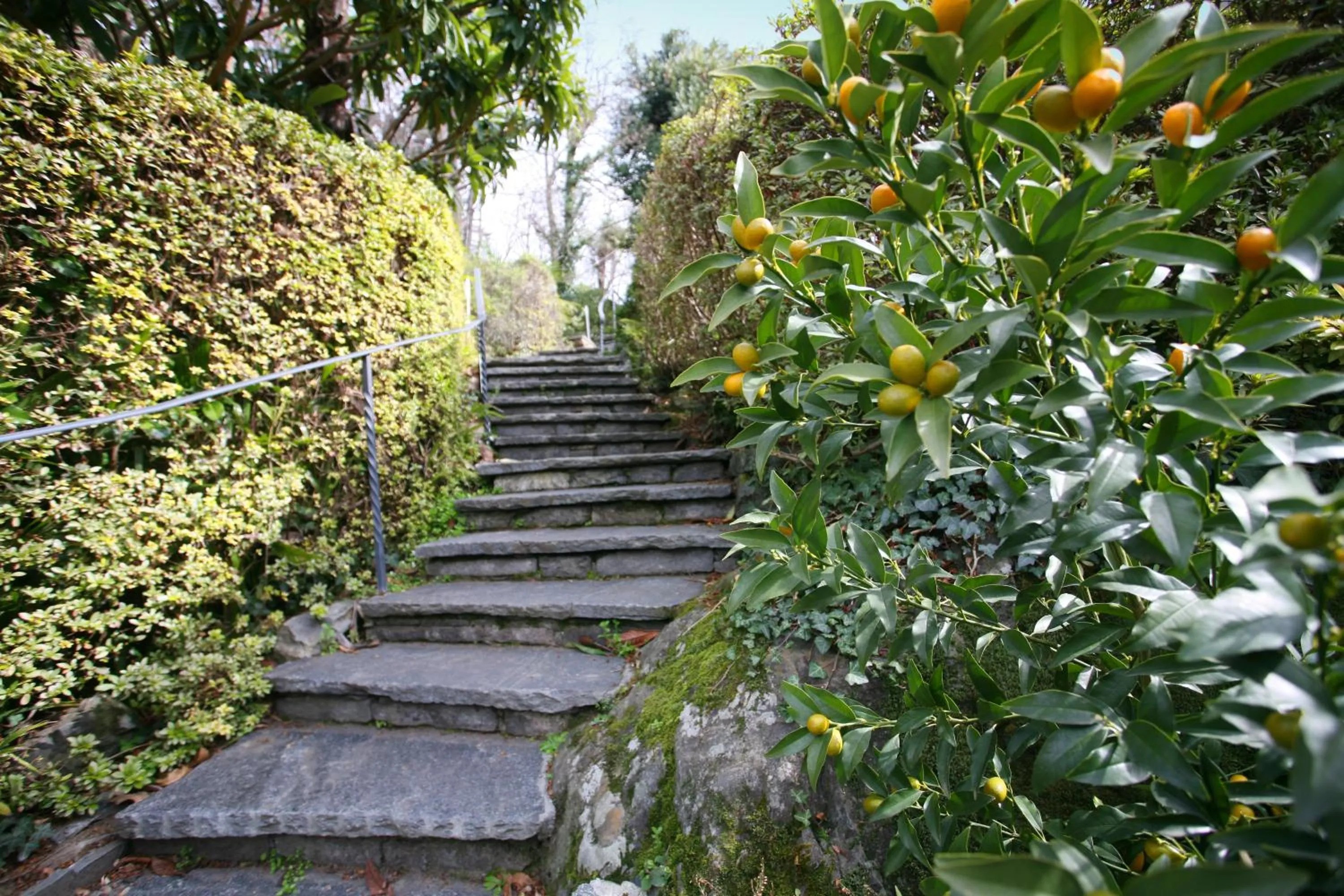 Garden in Hotel Collinetta