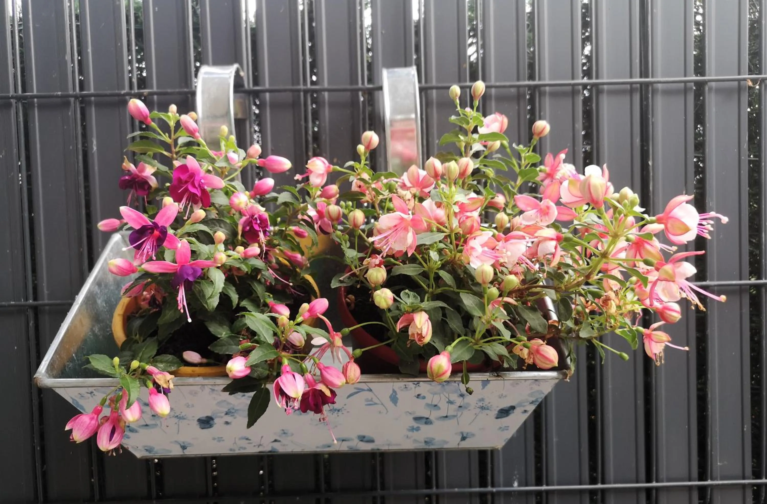 Les Eléphants bleus