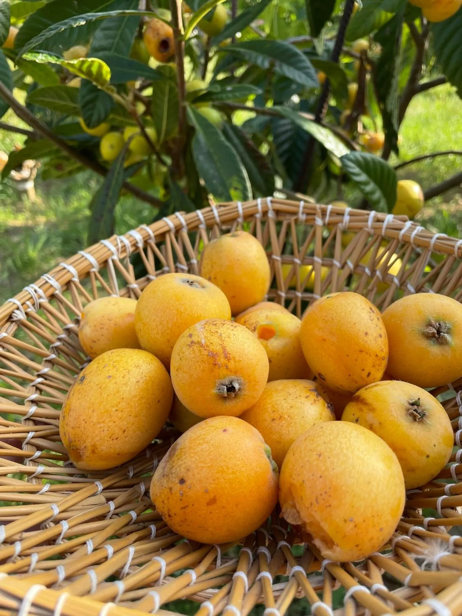 Food in Bio&B Acquaviva