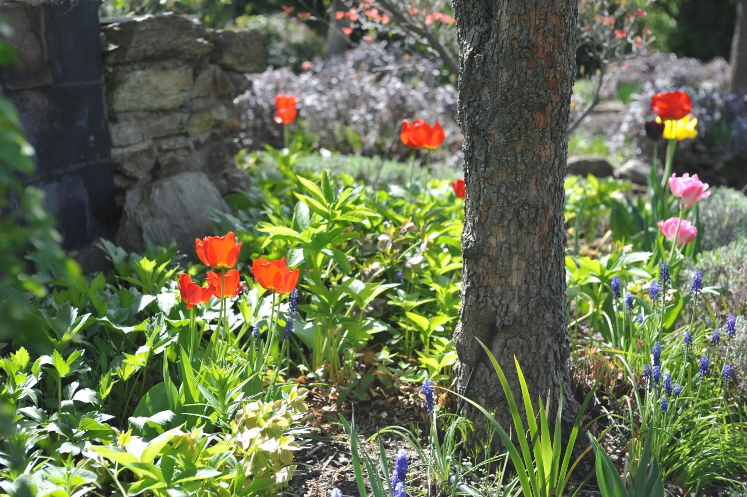 Garden in Alexandra Garden Court Motel