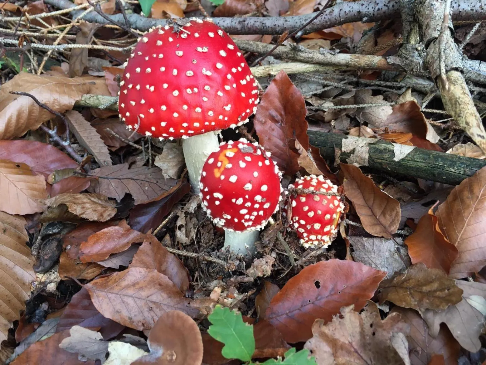 Other in Berg´s Backpacker