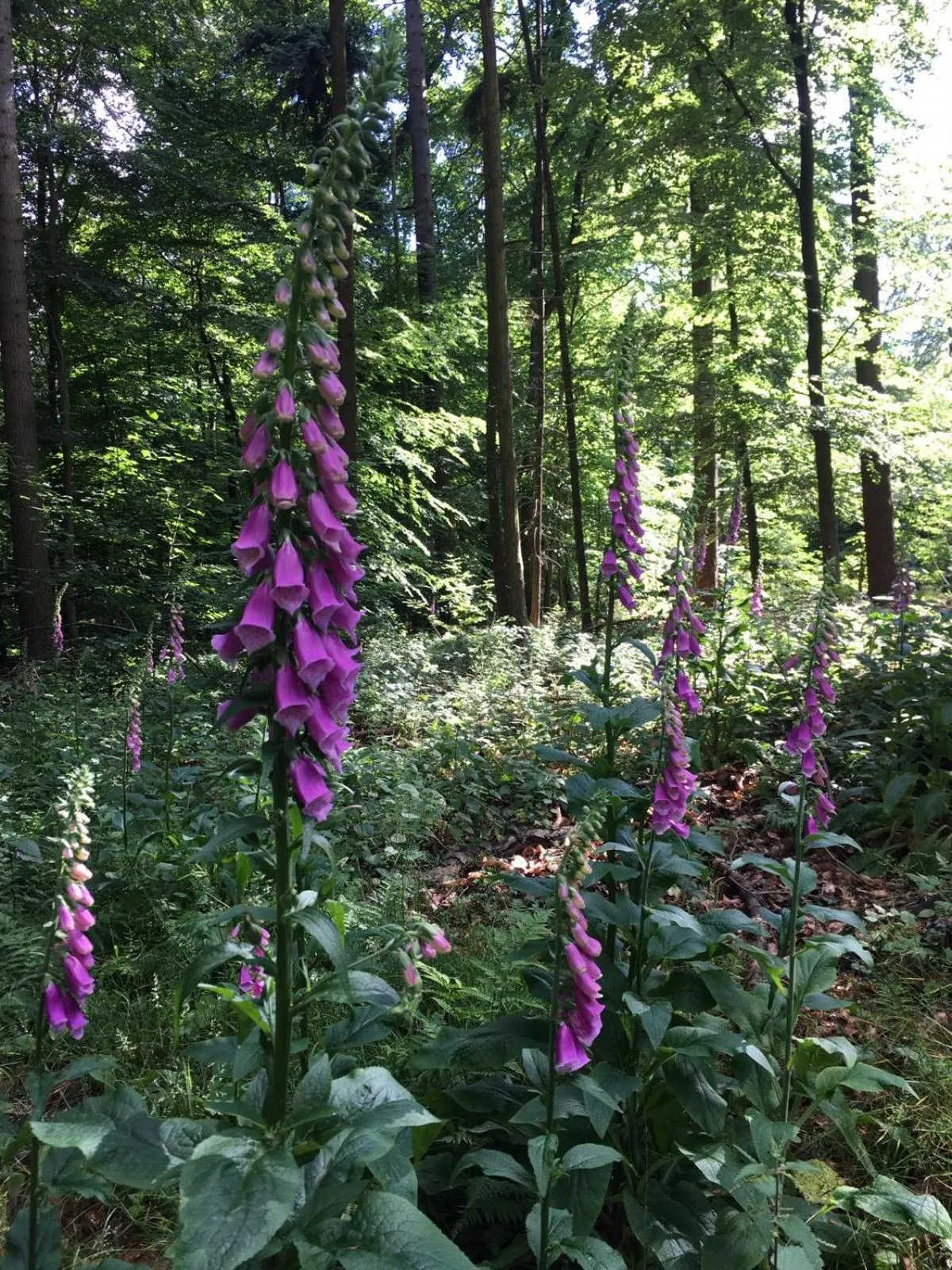 Natural landscape in Berg´s Backpacker